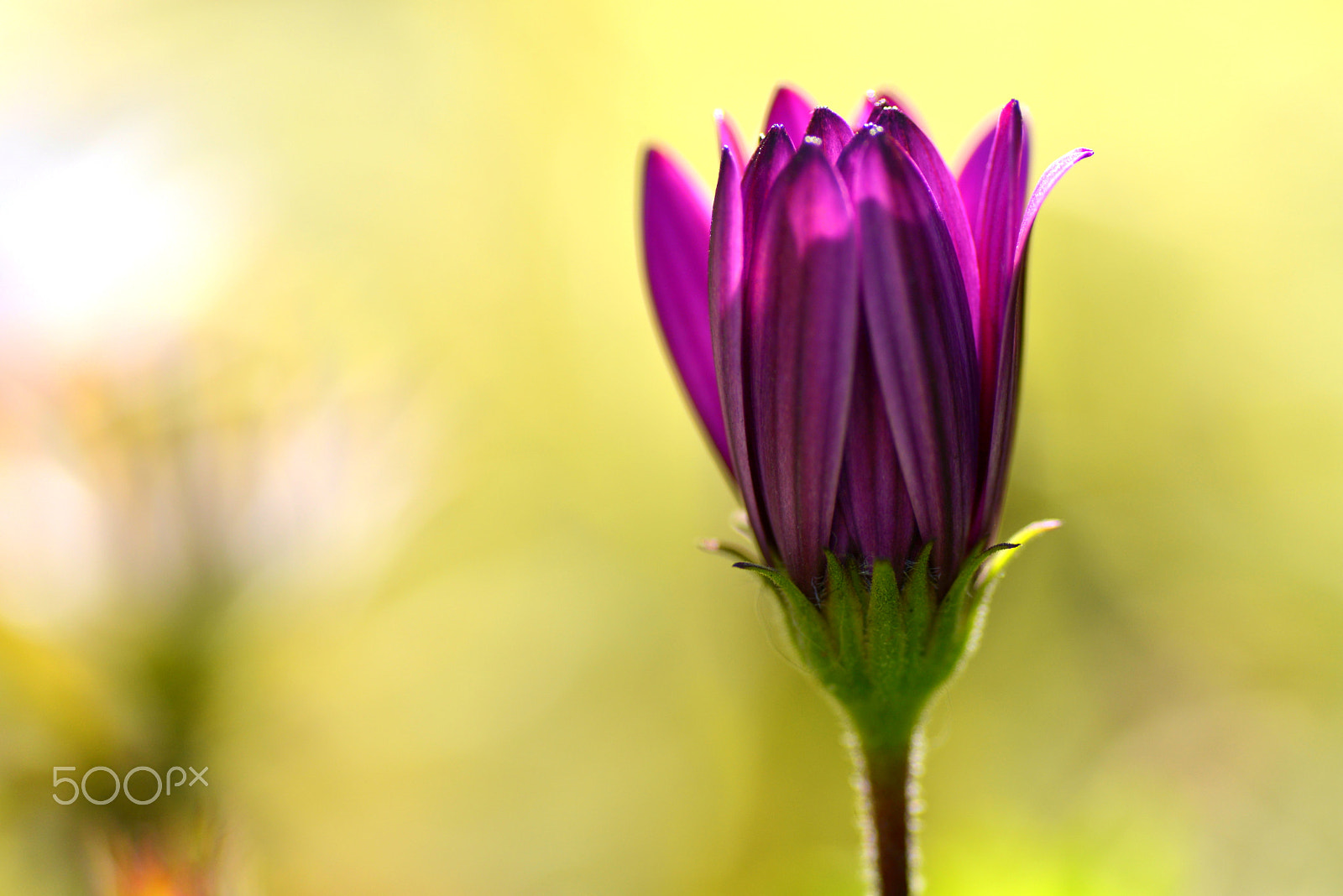 Nikon D600 sample photo. Spring is coming soon. photography