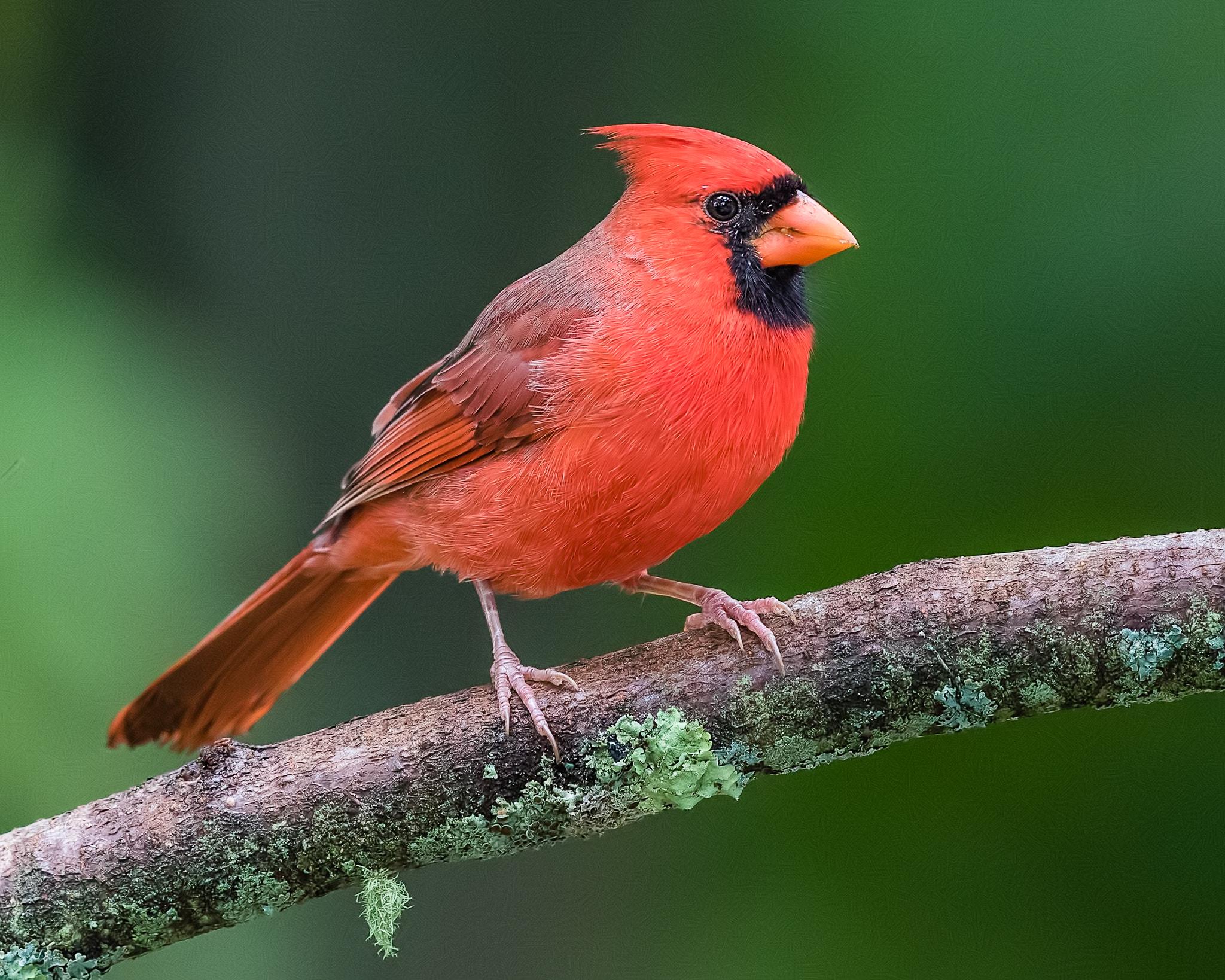 Canon EF 300mm F2.8L IS II USM sample photo. Cardinal with green background photography