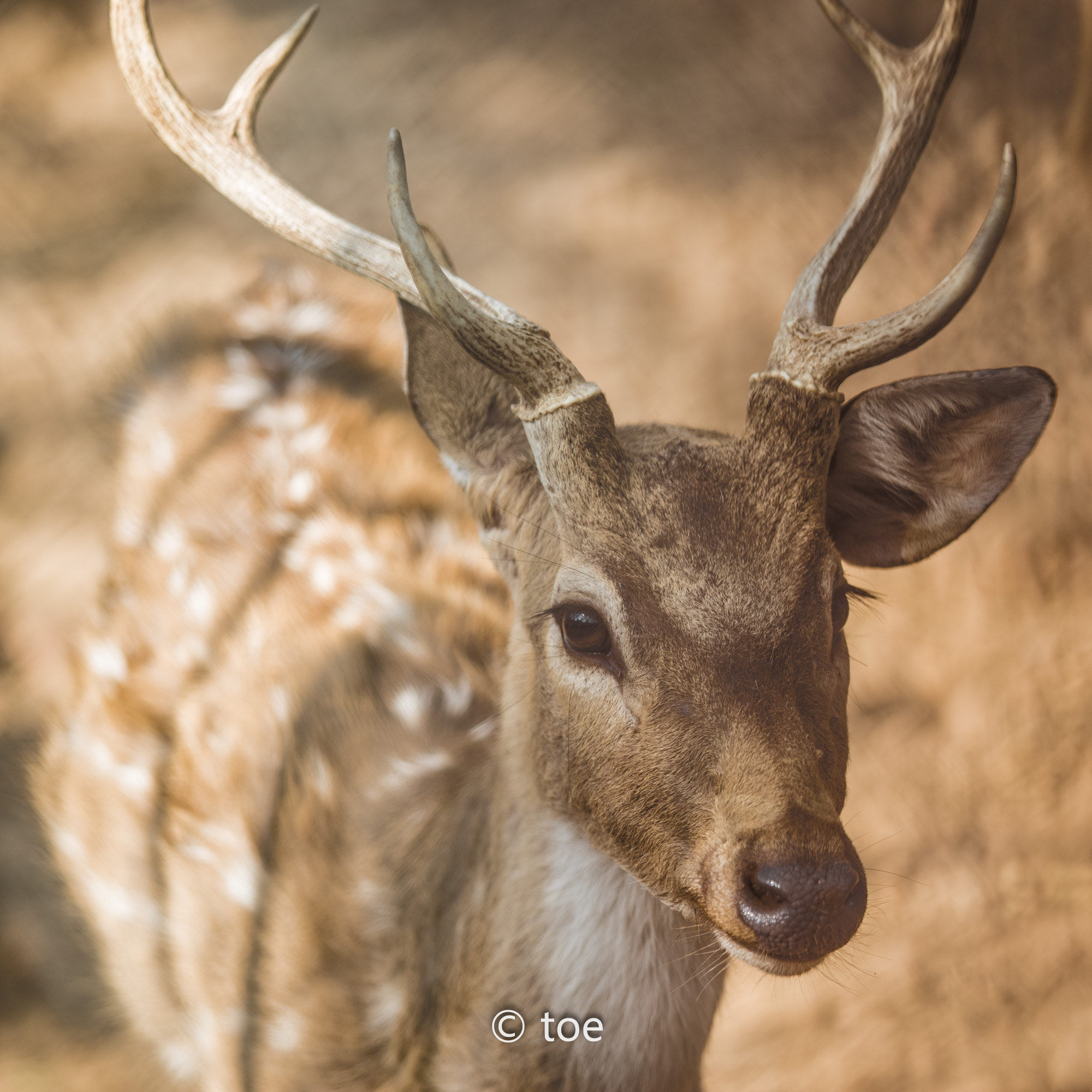 Canon EF 70-200mm F2.8L USM sample photo. Dear photography