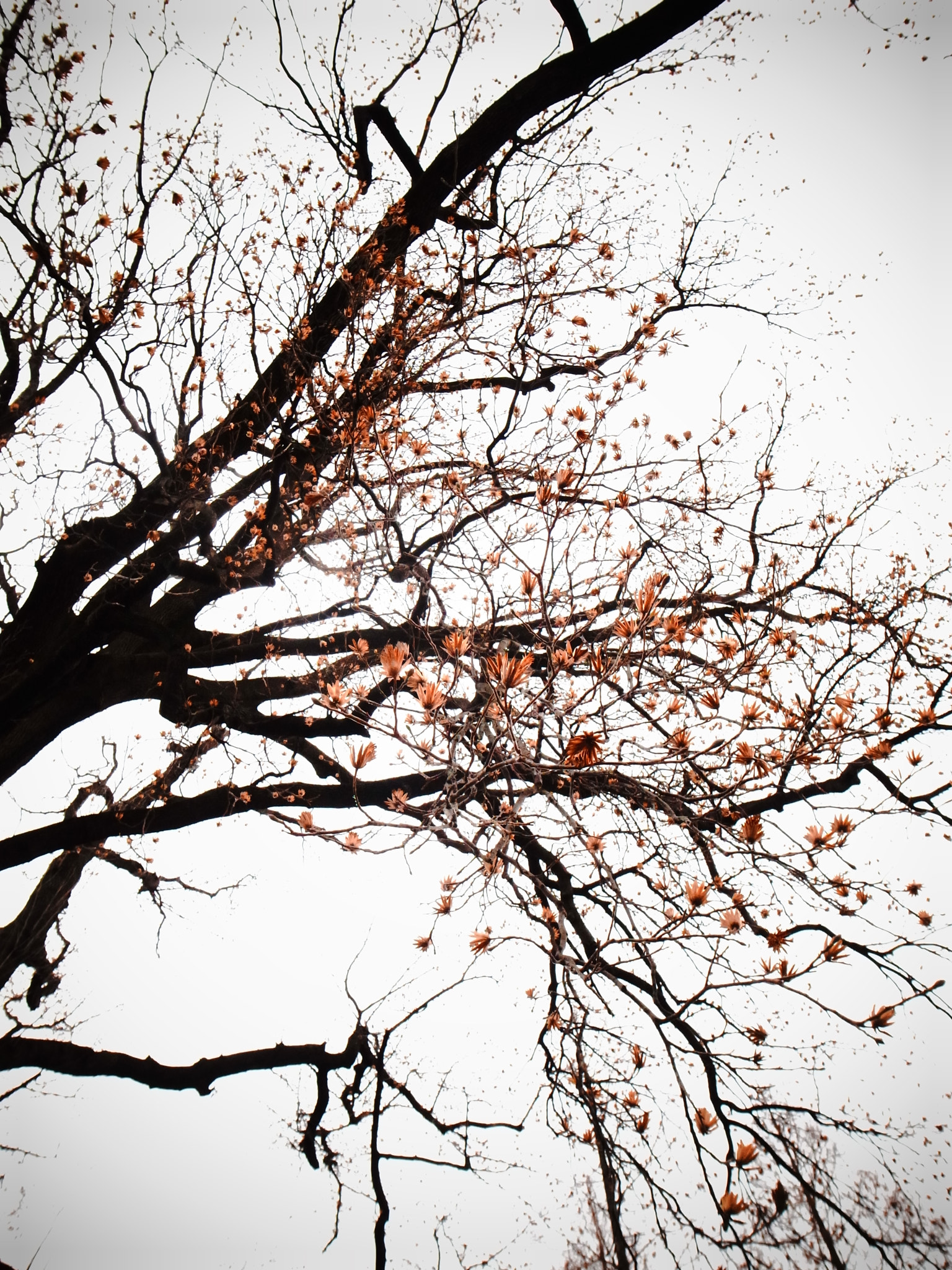 Ricoh GR DIGITAL 4 sample photo. Looking up to the sky photography
