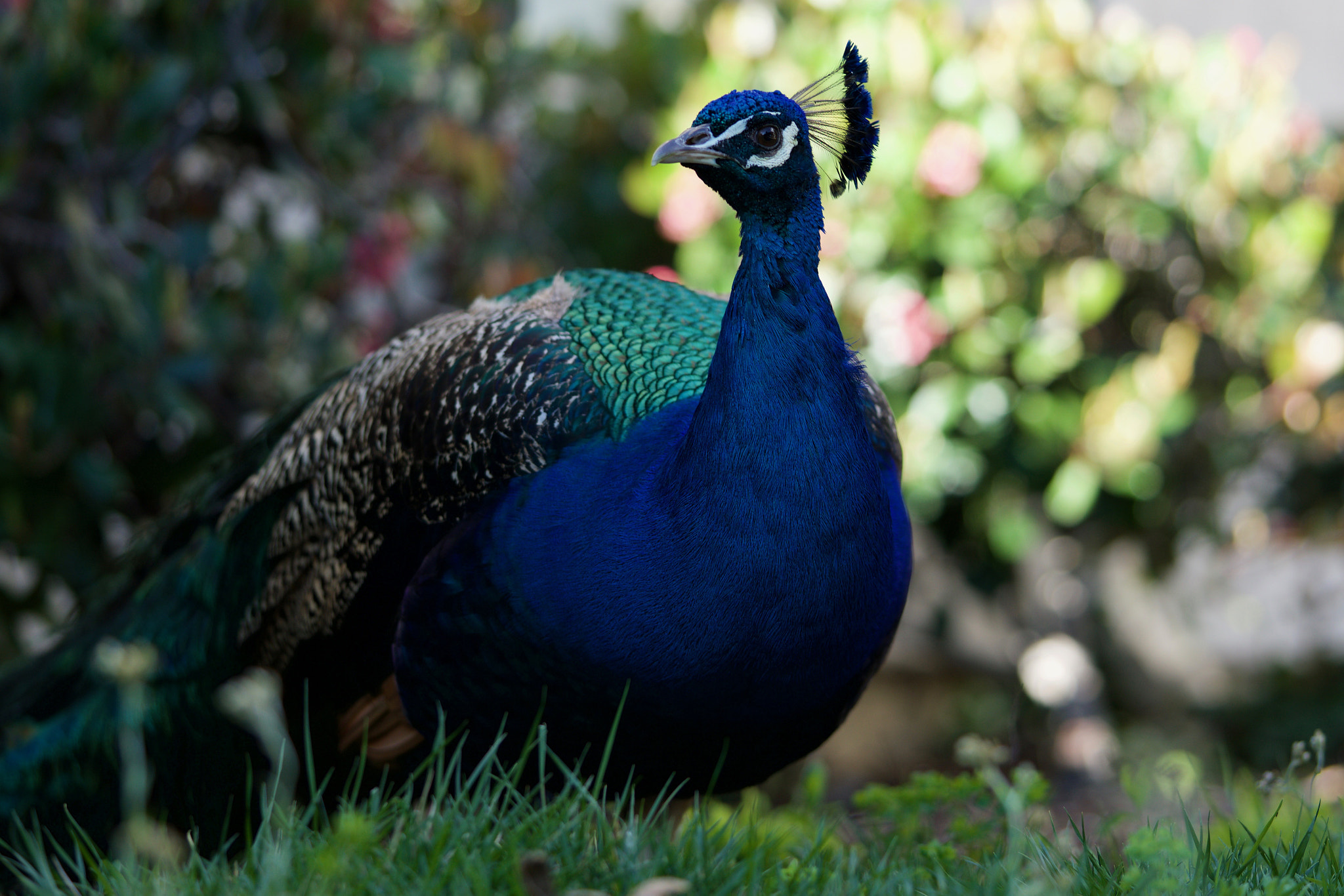 Sony a6000 sample photo. Peacock getting too close photography