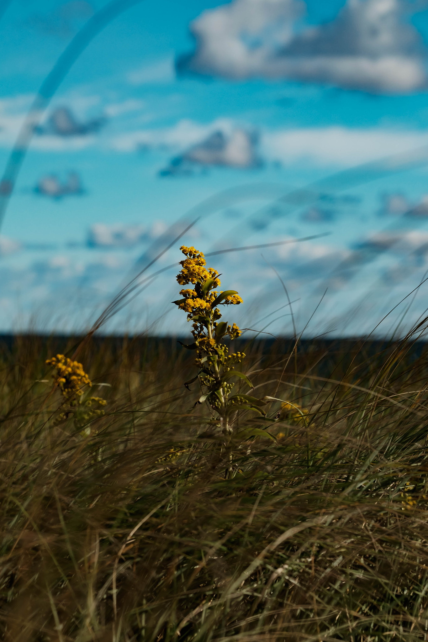 Fujifilm X-T10 sample photo. Yflower! photography