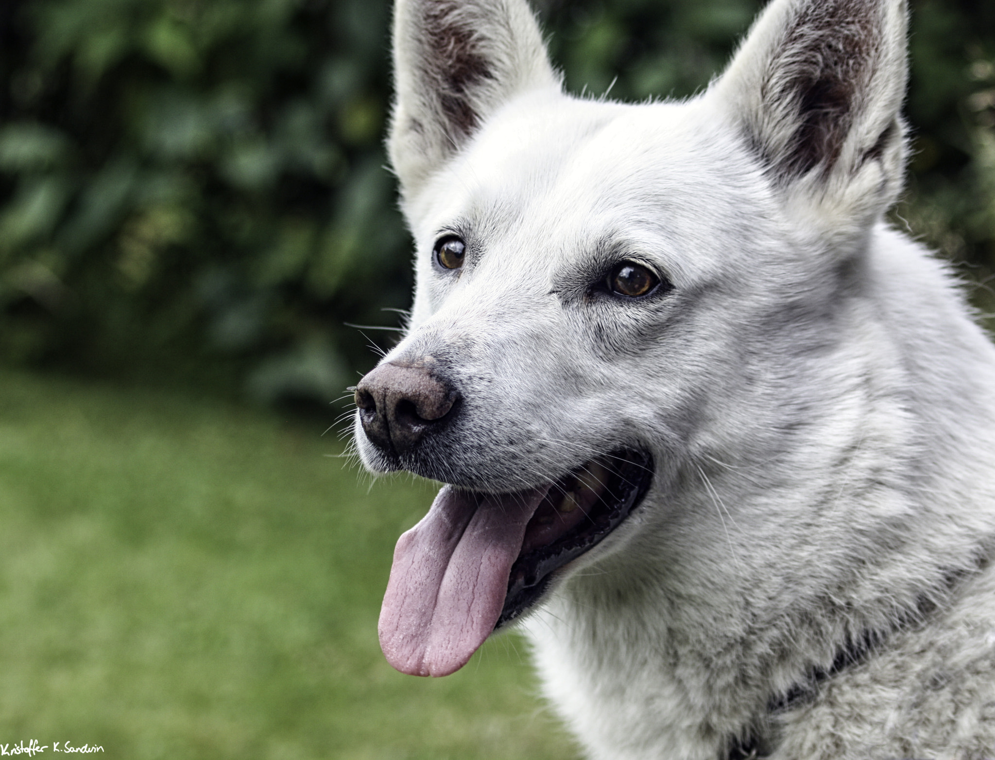 Sigma 70-300mm F4-5.6 APO DG Macro sample photo. Zeke the swedish white moosehound photography