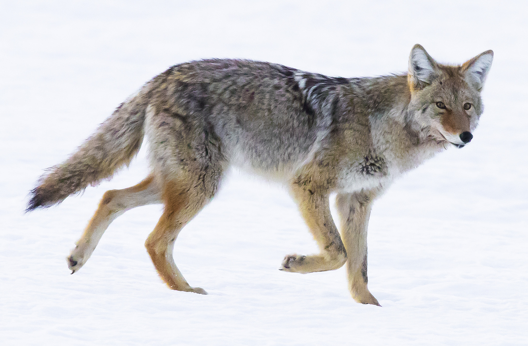 Canon EF 600mm F4L IS II USM sample photo. Coyote in the grand teton np photography