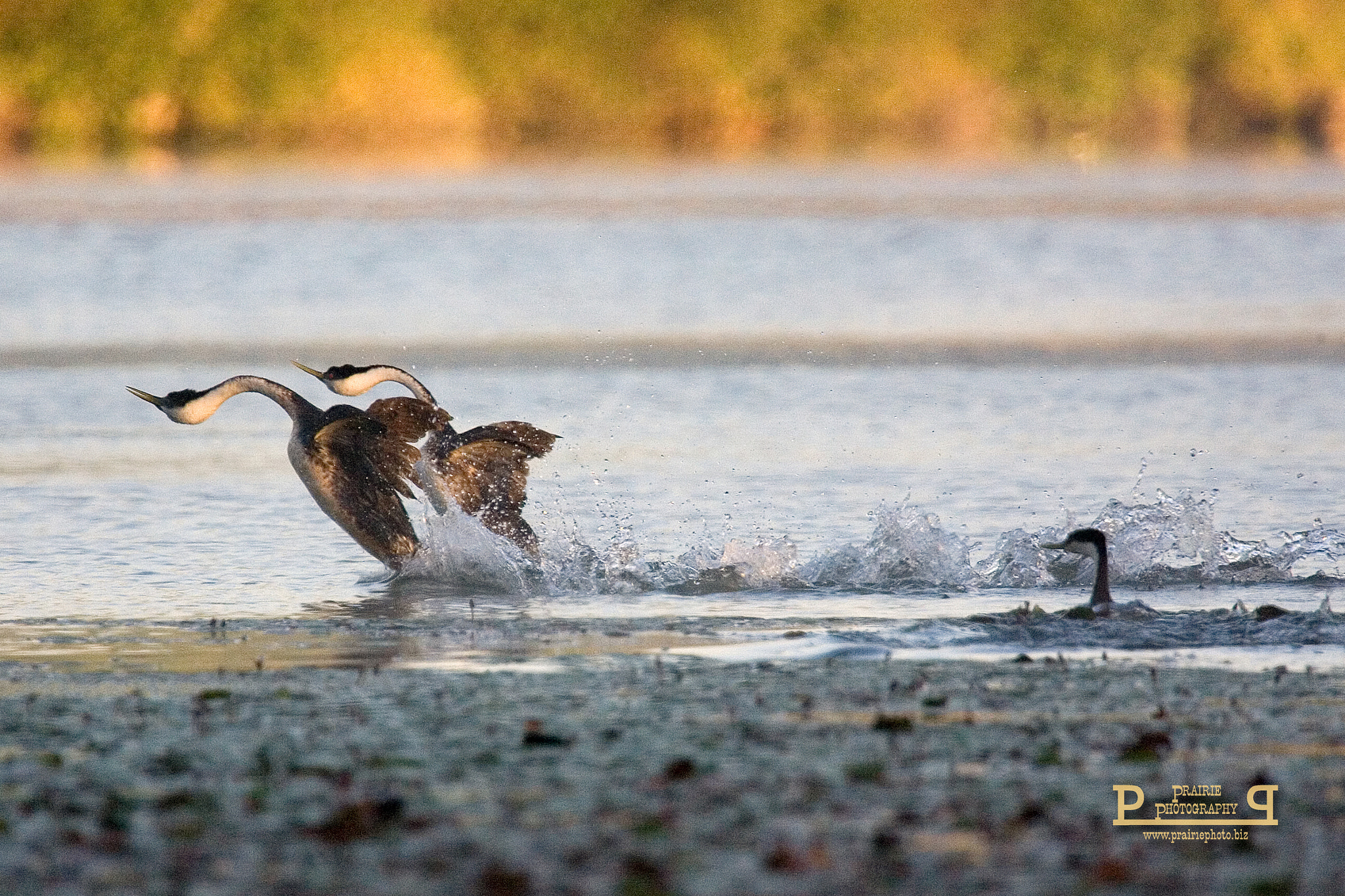 Canon EOS-1D Mark II N sample photo. Western grebe photography