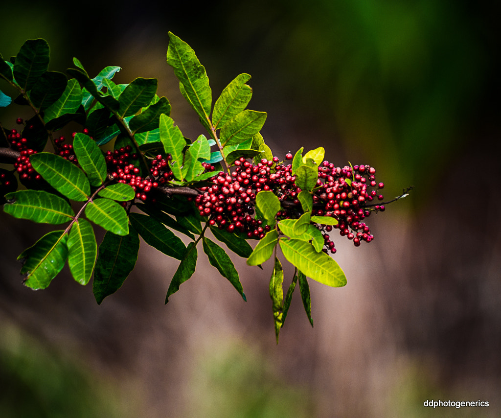 Olympus OM-D E-M10 II sample photo. Bunch of berries... photography