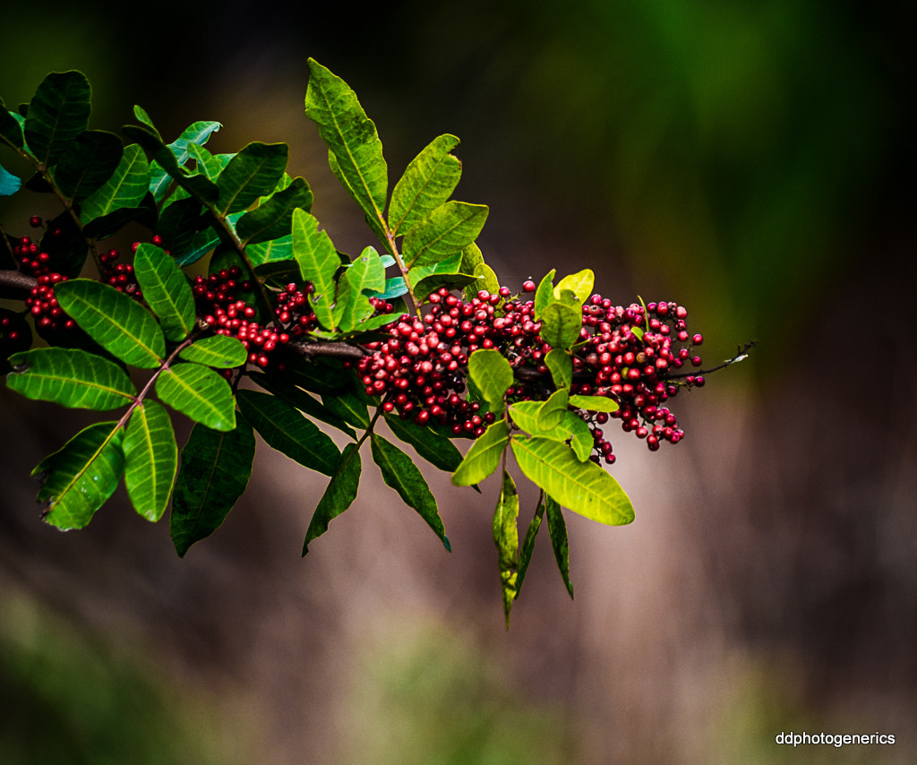 Olympus Zuiko Digital ED 70-300mm F4.0-5.6 sample photo. Bunch of berries... photography