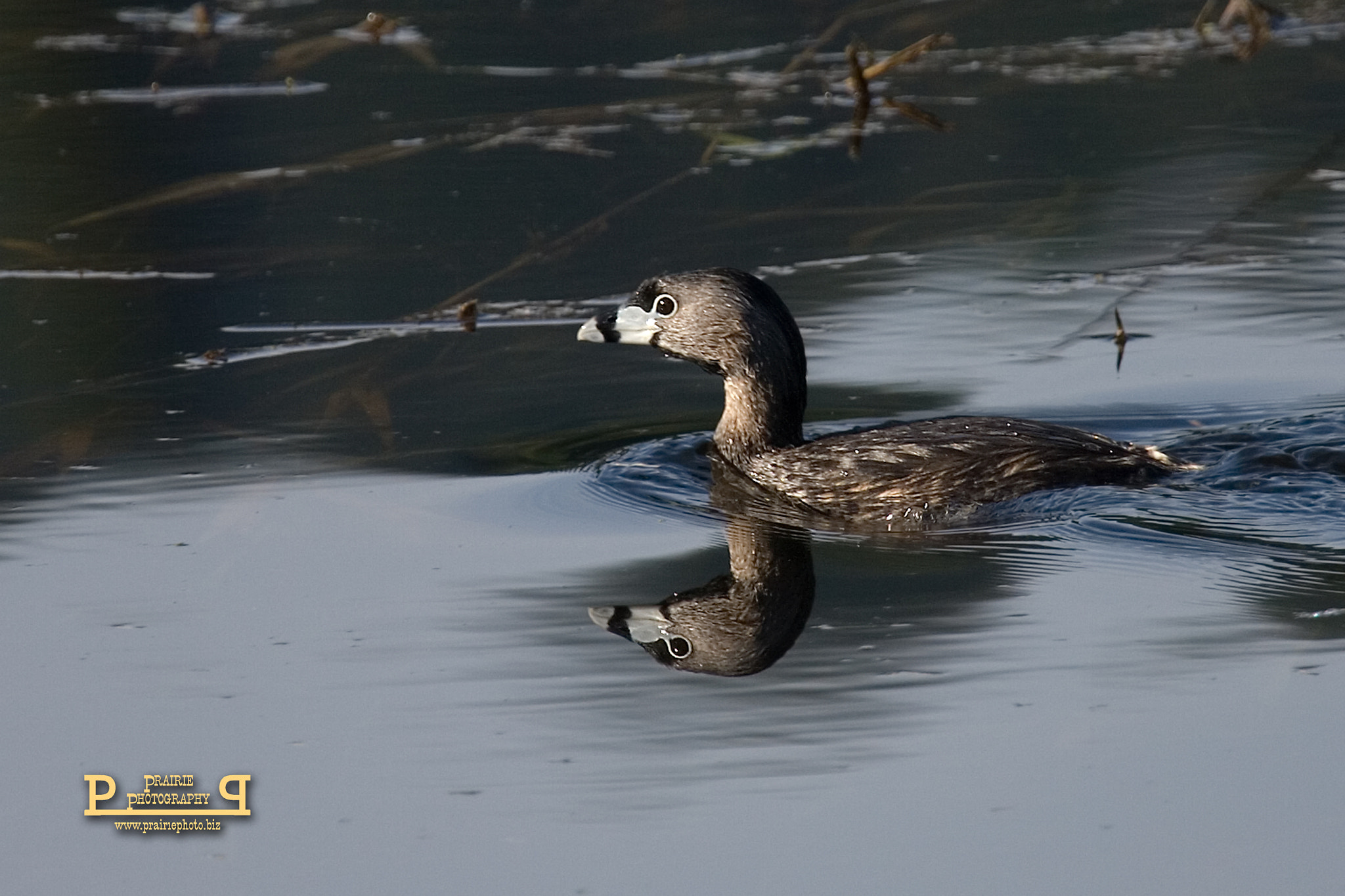 Canon EOS-1D Mark II N sample photo. Pie-billed grebe photography