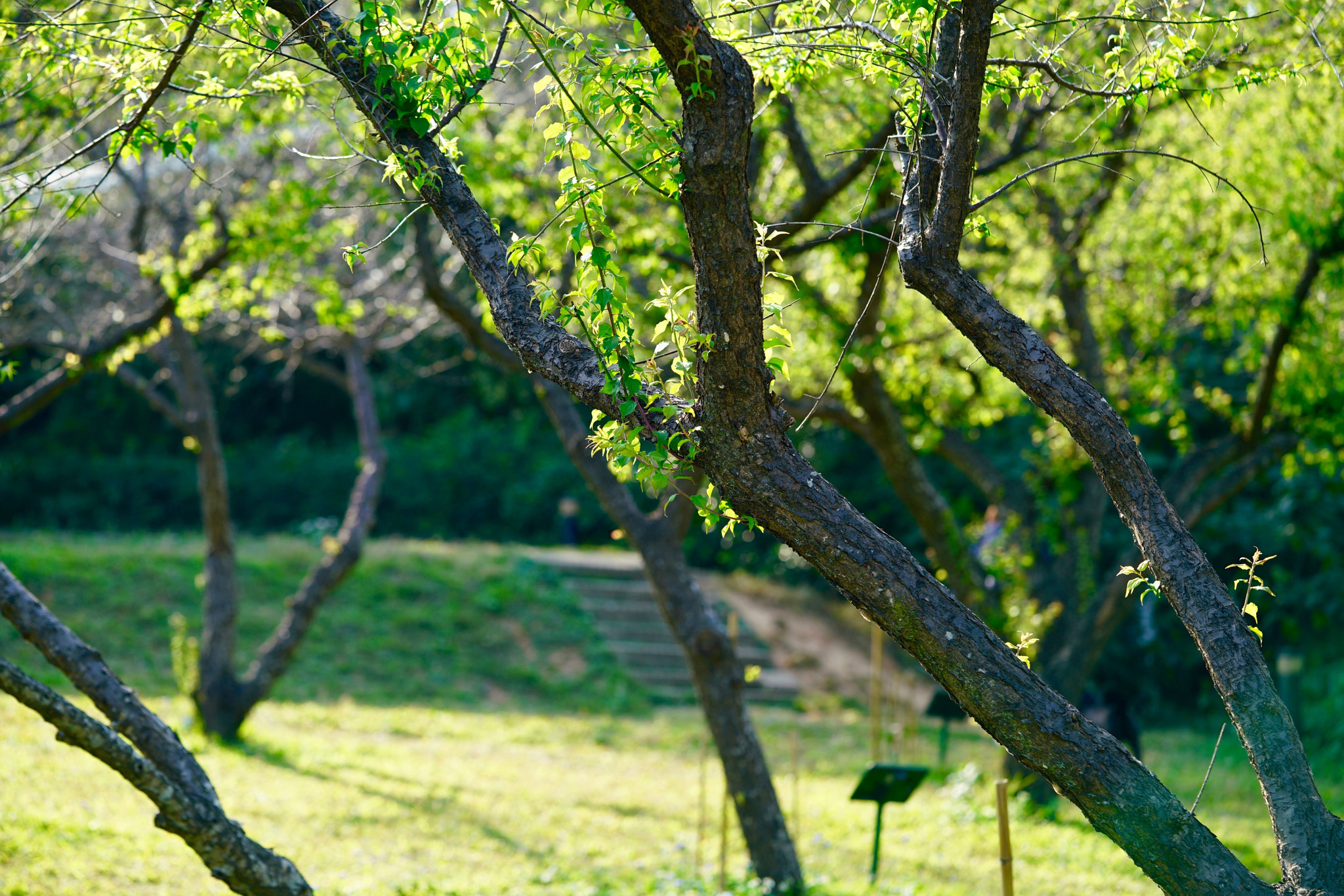 Sony a7R II + Sony FE 90mm F2.8 Macro G OSS sample photo. 32697663210.jpg photography