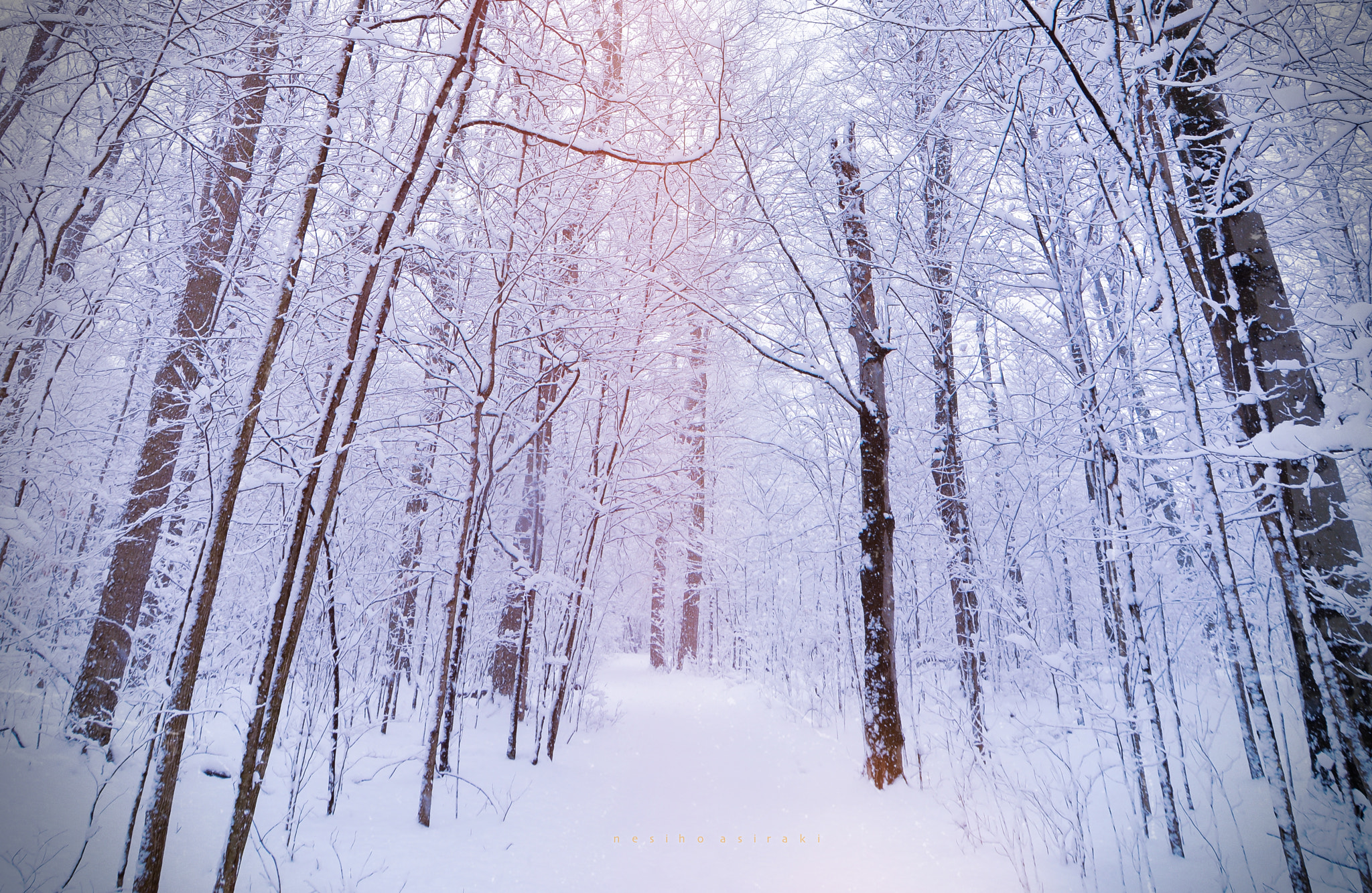 Nikon D7100 sample photo. Winter woods photography