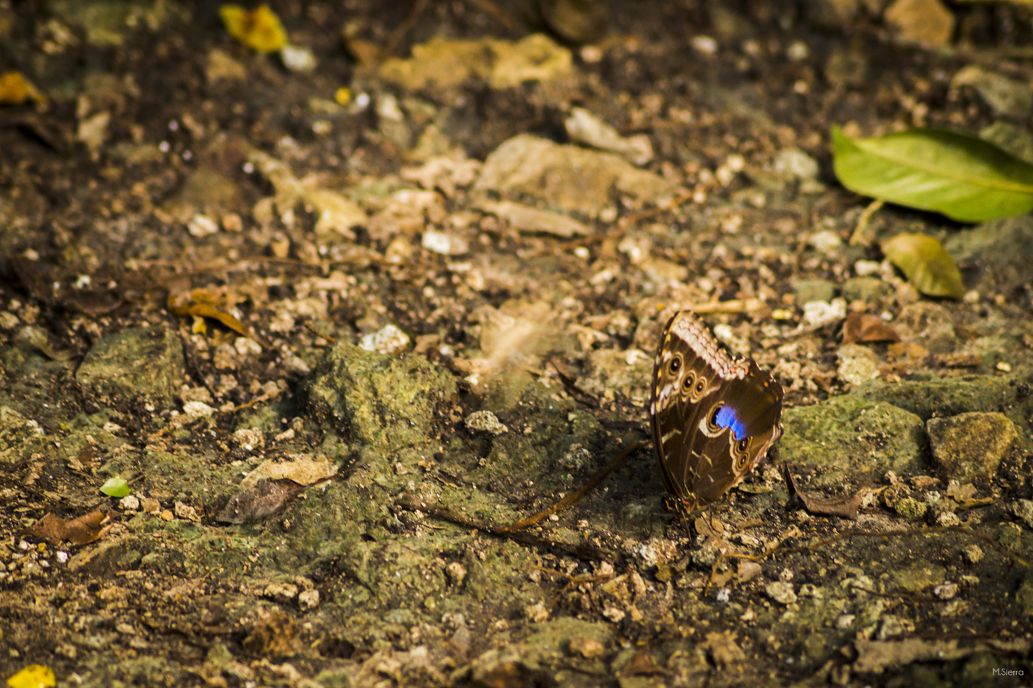 Sony SLT-A58 sample photo. Azul photography