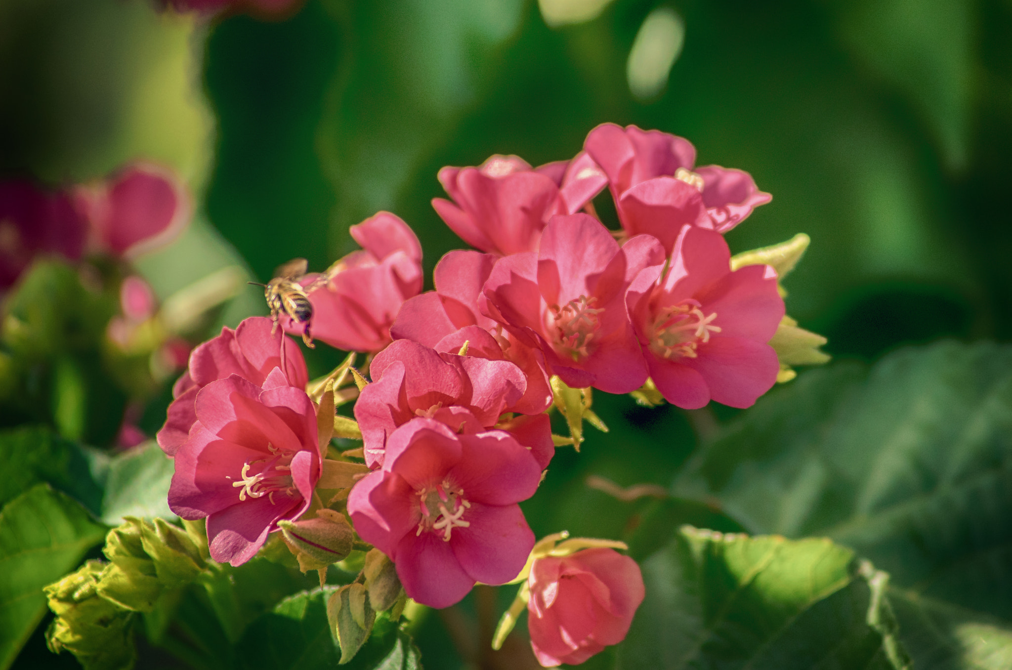Minolta AF 80-200mm F2.8 HS-APO G sample photo. Spring bloom photography