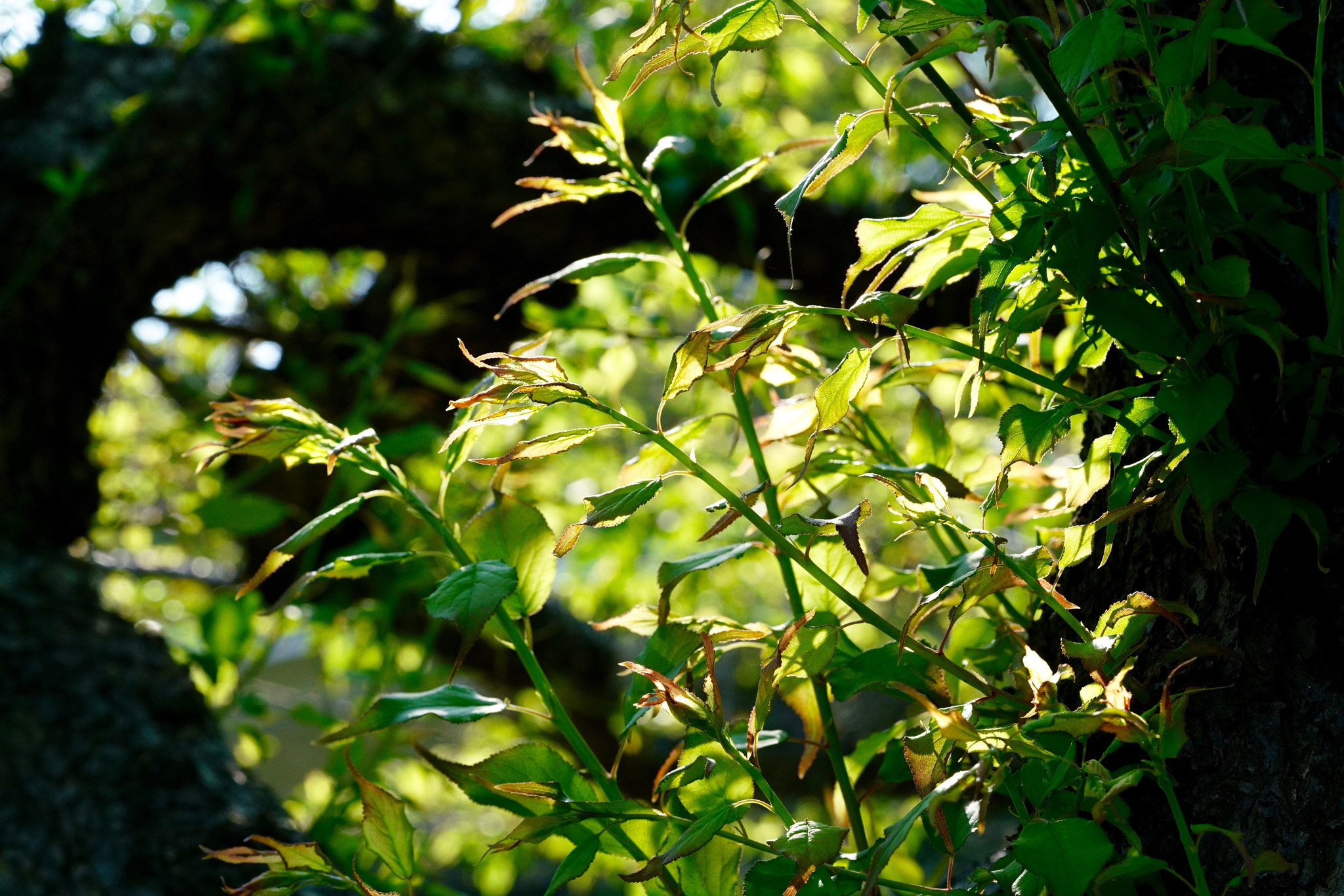Sony a7R II + Sony FE 90mm F2.8 Macro G OSS sample photo. 32697747130.jpg photography
