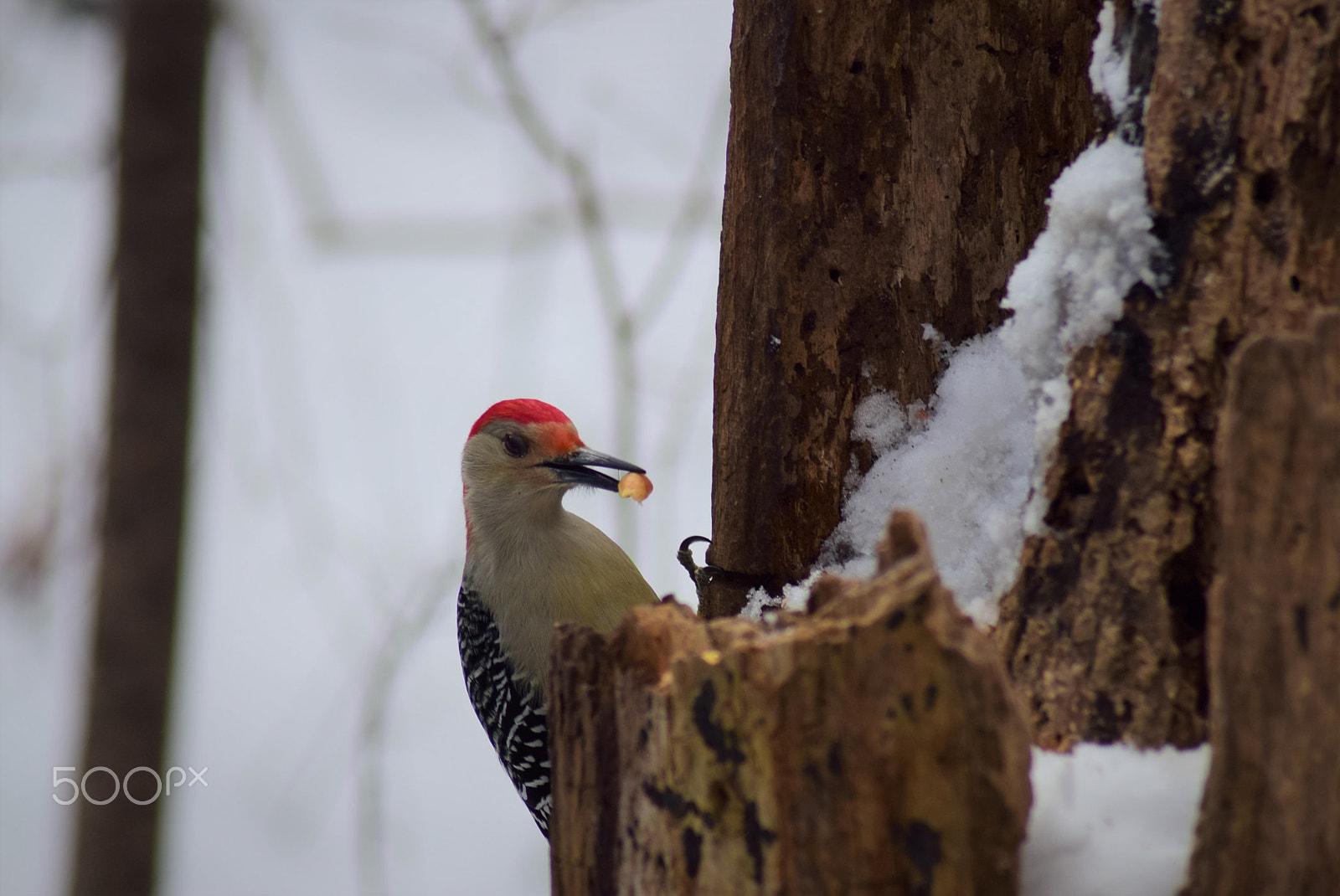 Nikon D3300 + Tamron AF 70-300mm F4-5.6 Di LD Macro sample photo. Woodpecker wirh nut on rotted wood photography