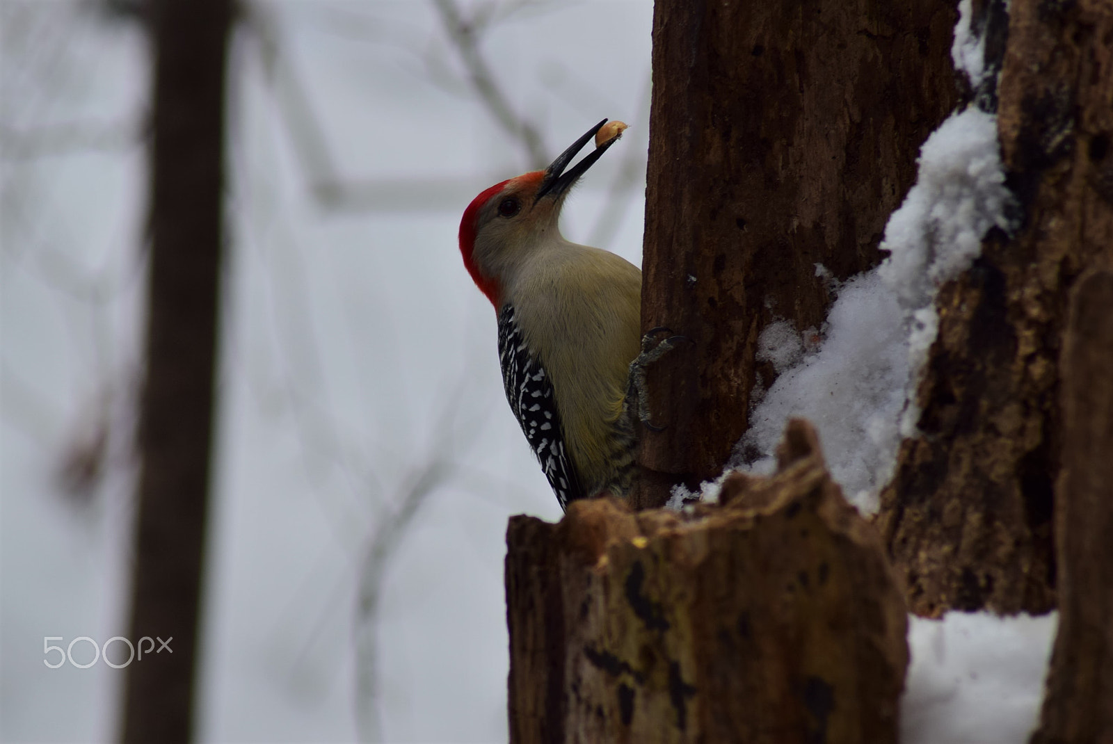 Nikon D3300 + Tamron AF 70-300mm F4-5.6 Di LD Macro sample photo. Woodpecker with nut perched on rotting tree photography