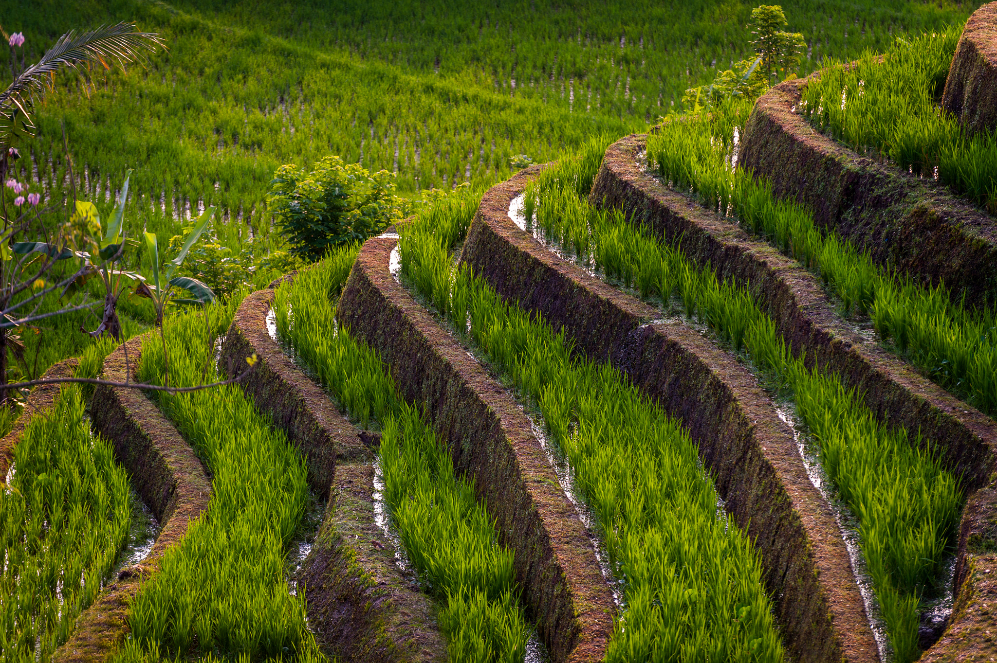 Nikon D700 sample photo. Bali rice field photography
