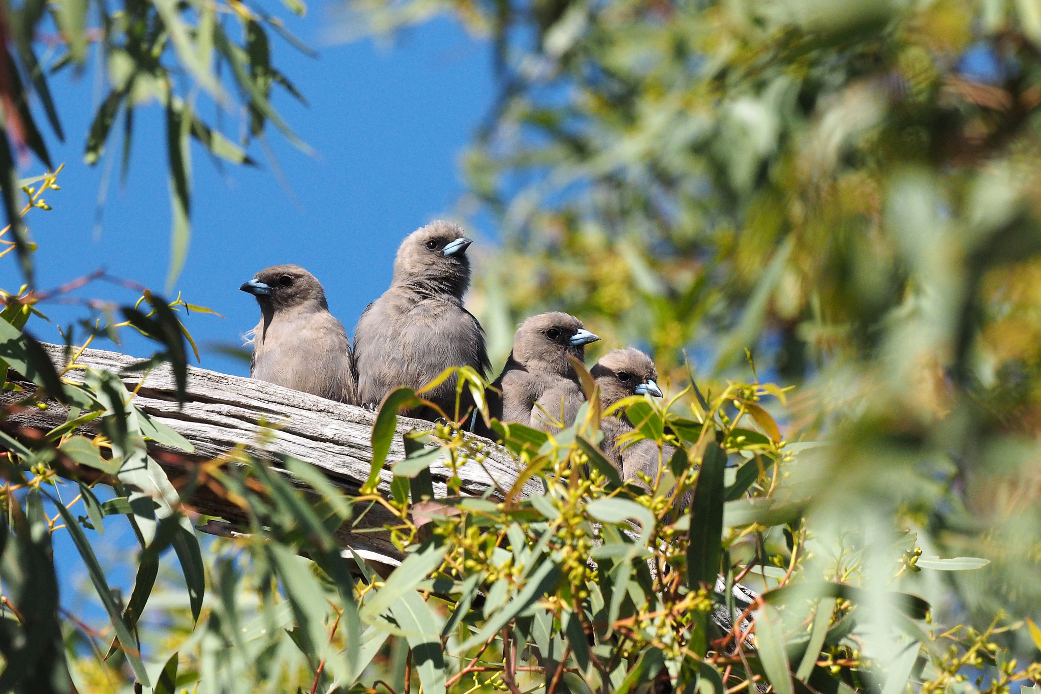 Olympus OM-D E-M1 + OLYMPUS M.300mm F4.0 sample photo. Happy family photography