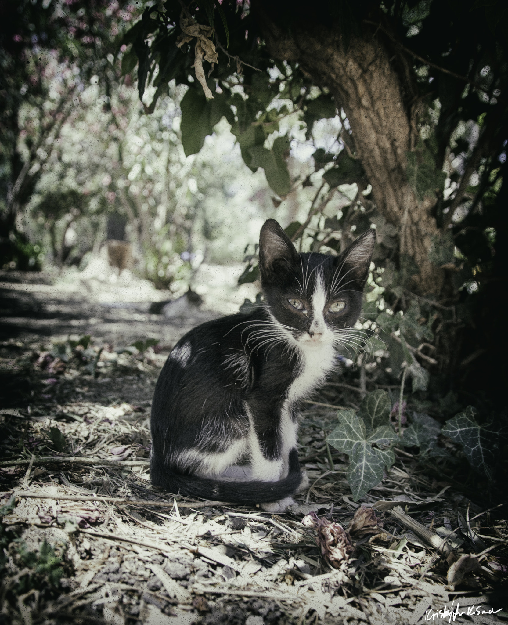Canon EOS 450D (EOS Rebel XSi / EOS Kiss X2) sample photo. Homeless greek kitten photography