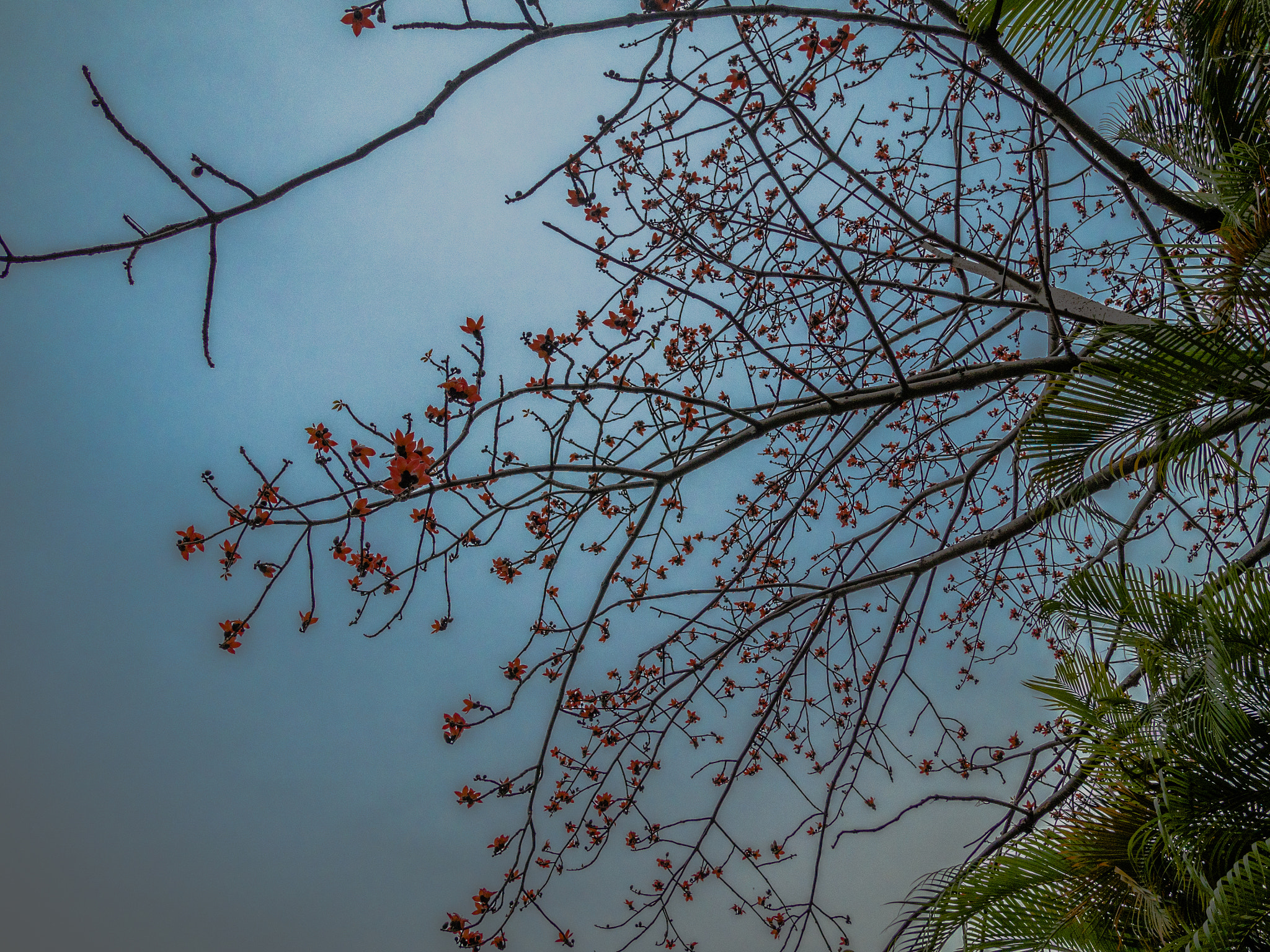 Olympus OM-D E-M5 II + LEICA DG SUMMILUX 15/F1.7 sample photo. Kapok tree photography