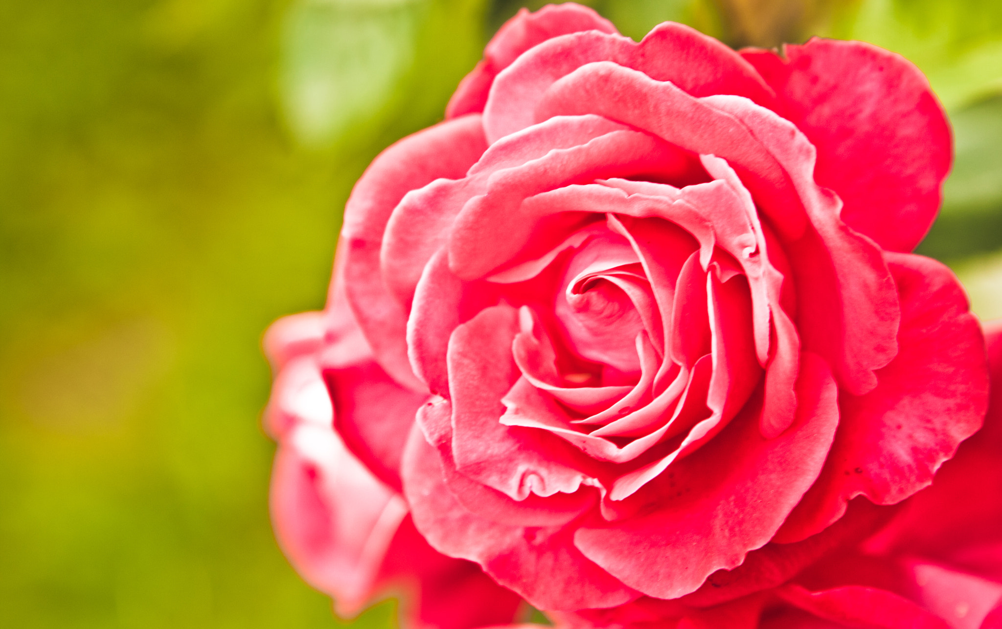 Canon EOS 40D sample photo. Roses are red.. and pink photography