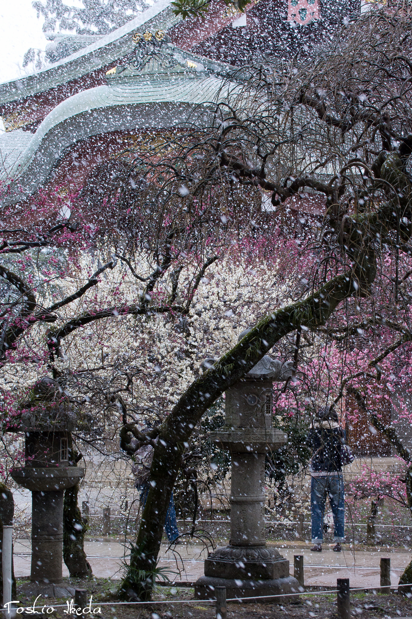 Sony 70-300mm F4.5-5.6 G SSM sample photo. Snow and blossoms photography