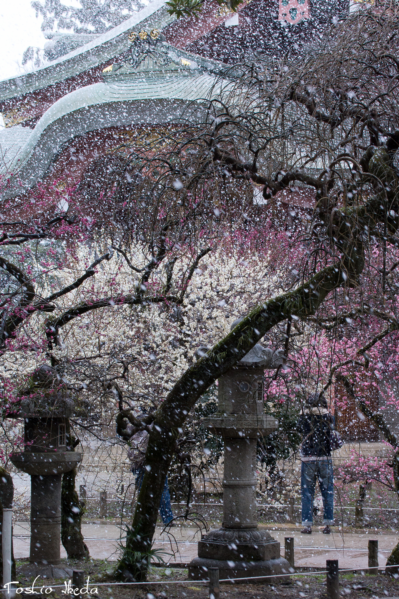 Sony SLT-A77 sample photo. Snow and blossoms photography