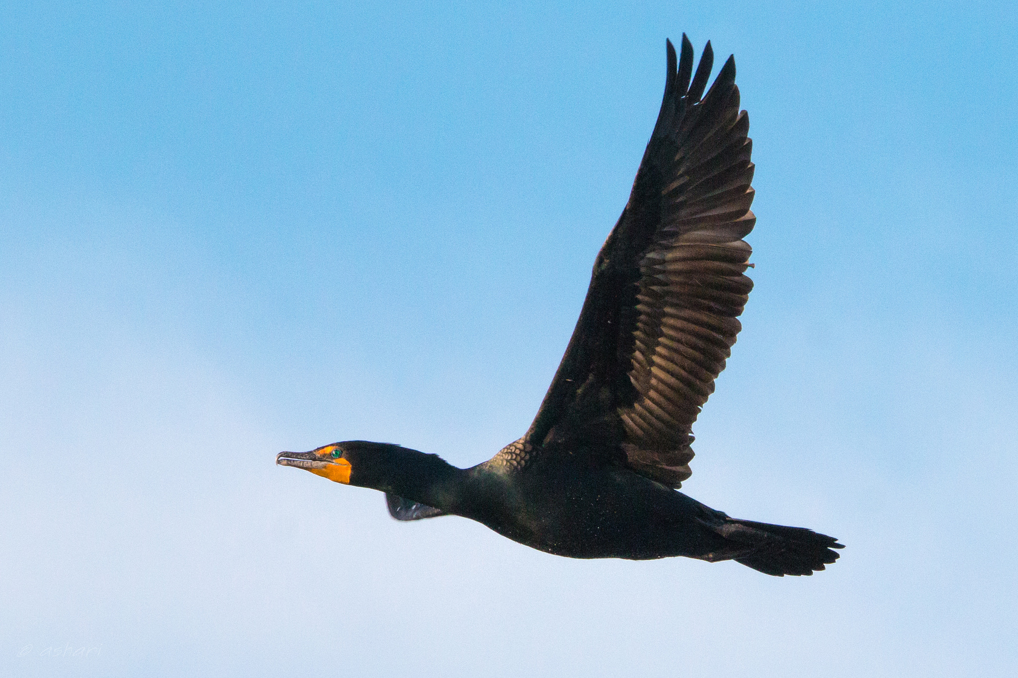 Canon EOS 70D sample photo. Double-crested cormorant photography