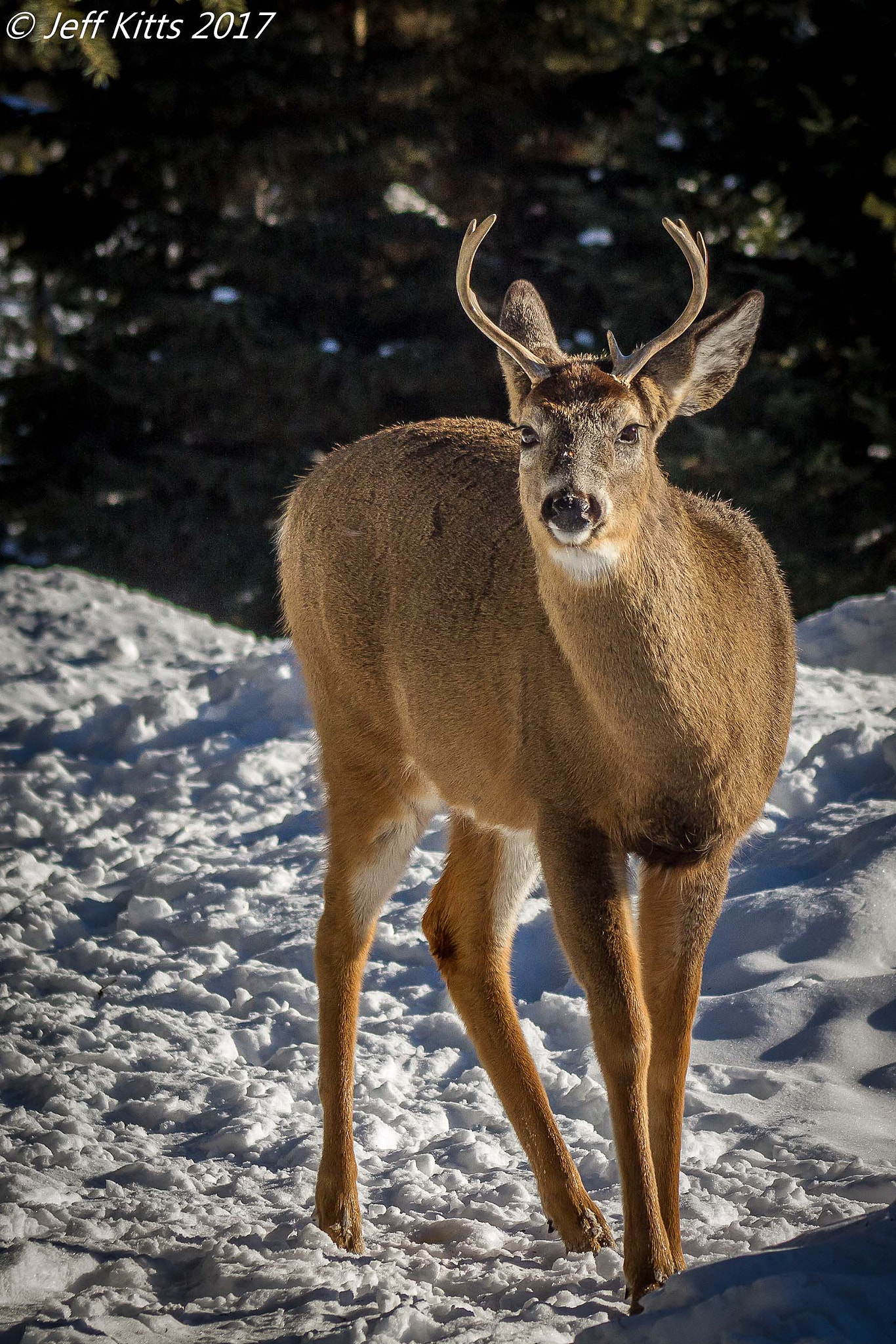 Canon EOS 7D + Canon EF 75-300mm f/4-5.6 USM sample photo. 3397- whitetail 132 photography