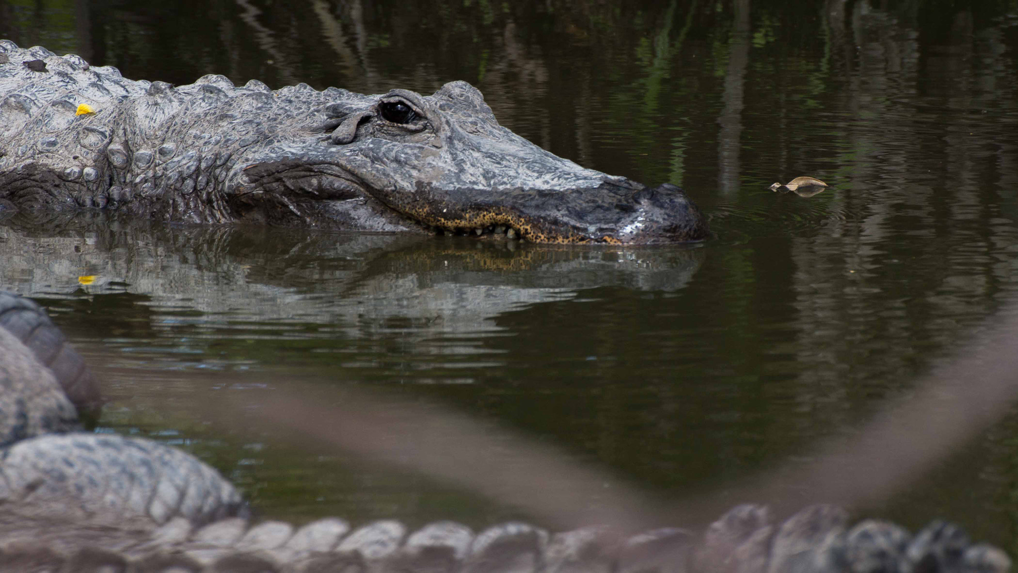 Sony 75-300mm F4.5-5.6 sample photo. Everglades national park photography