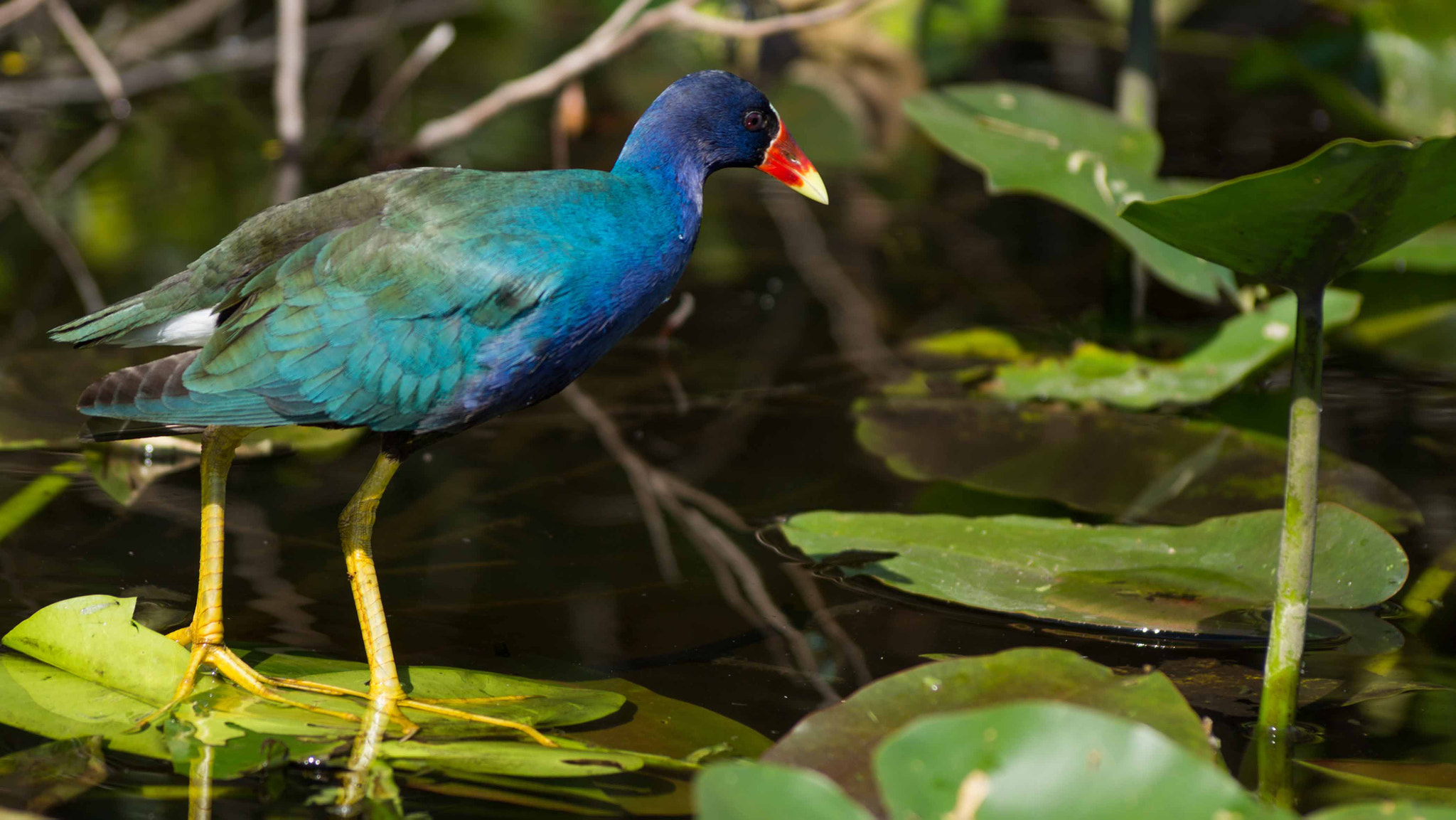 Sony SLT-A77 + Sigma 70-300mm F4-5.6 DL Macro sample photo. Everglades national park photography