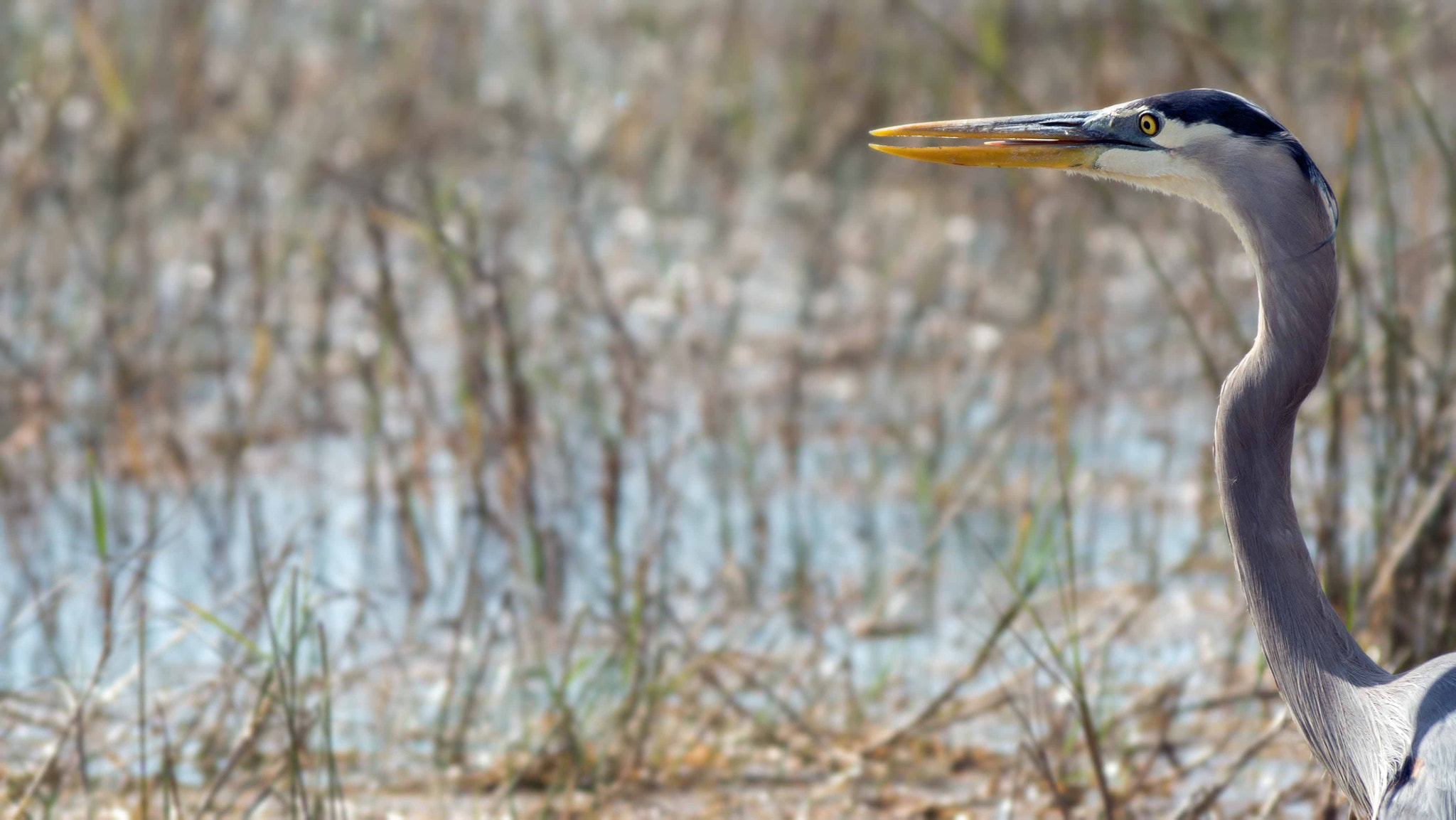 Sony SLT-A77 sample photo. Everglades national park photography