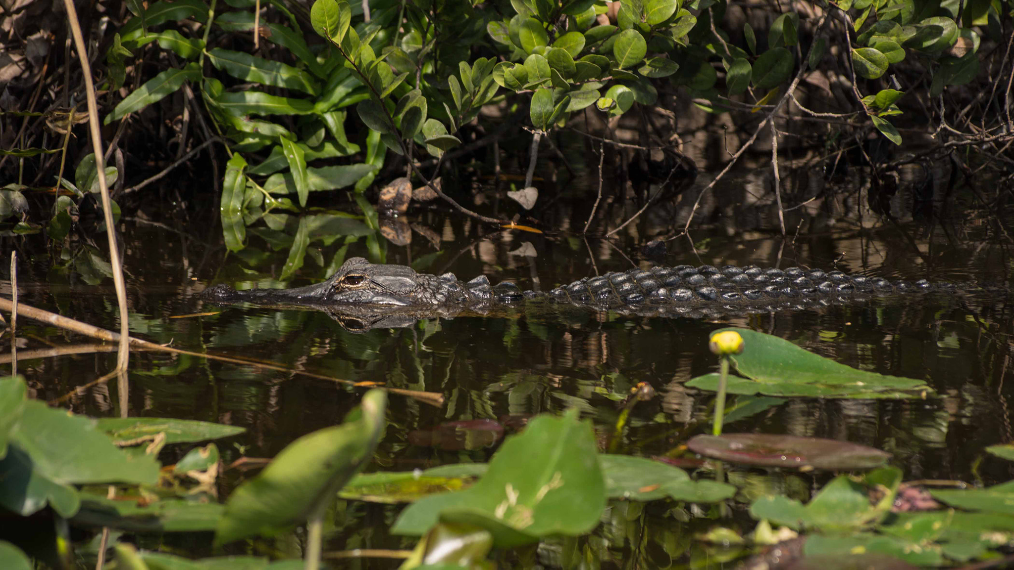 Sony SLT-A77 + Sony 75-300mm F4.5-5.6 sample photo. Everglades national park photography