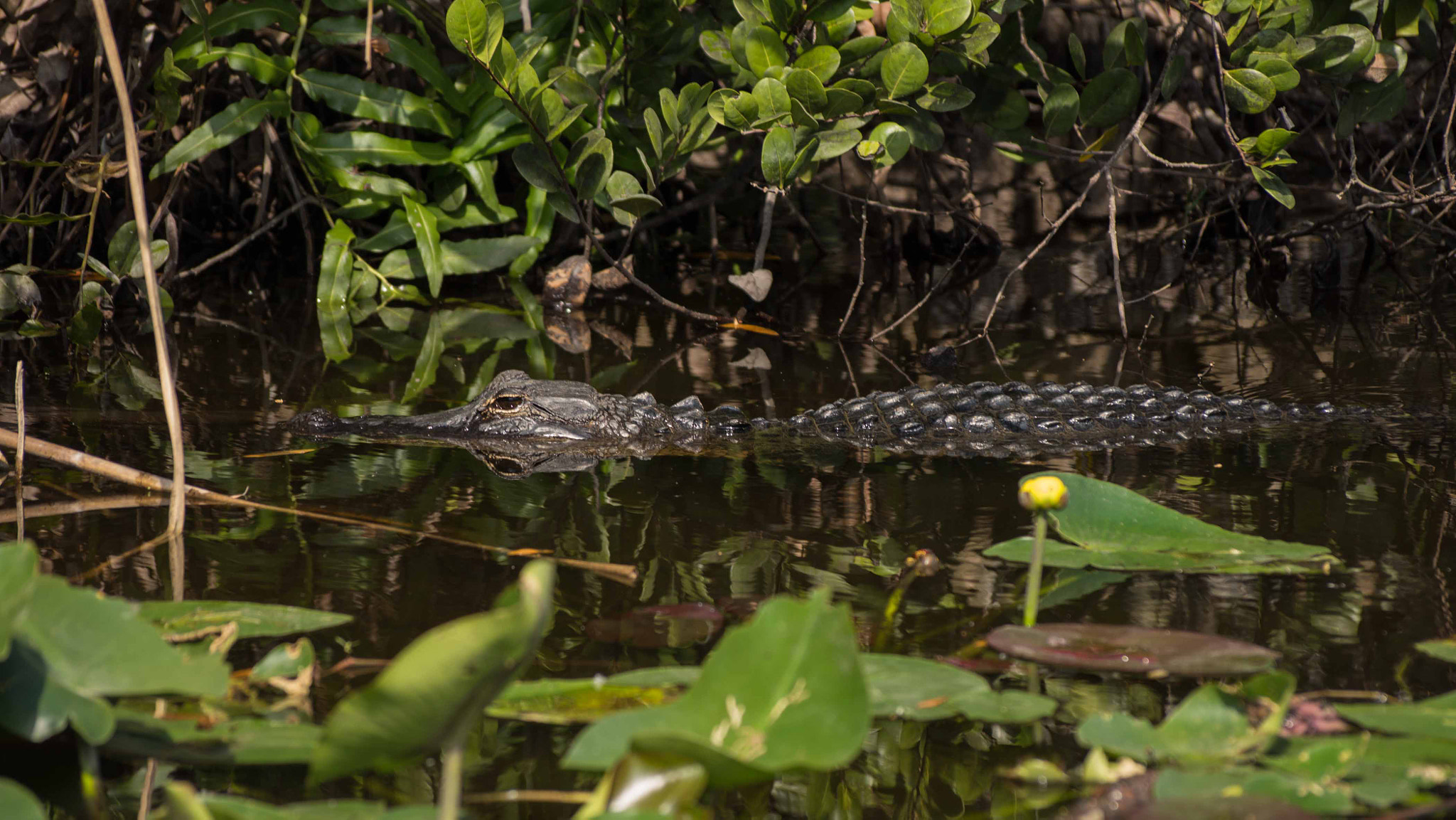Sony 75-300mm F4.5-5.6 sample photo. Everglades national park photography
