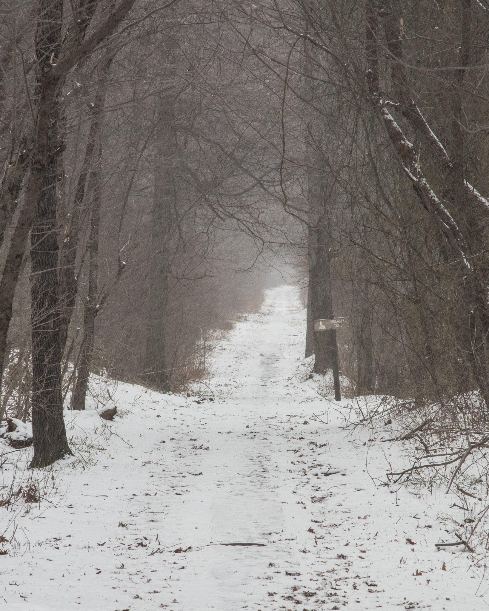 AF Nikkor 70-210mm f/4-5.6 sample photo. Trail into the fog photography