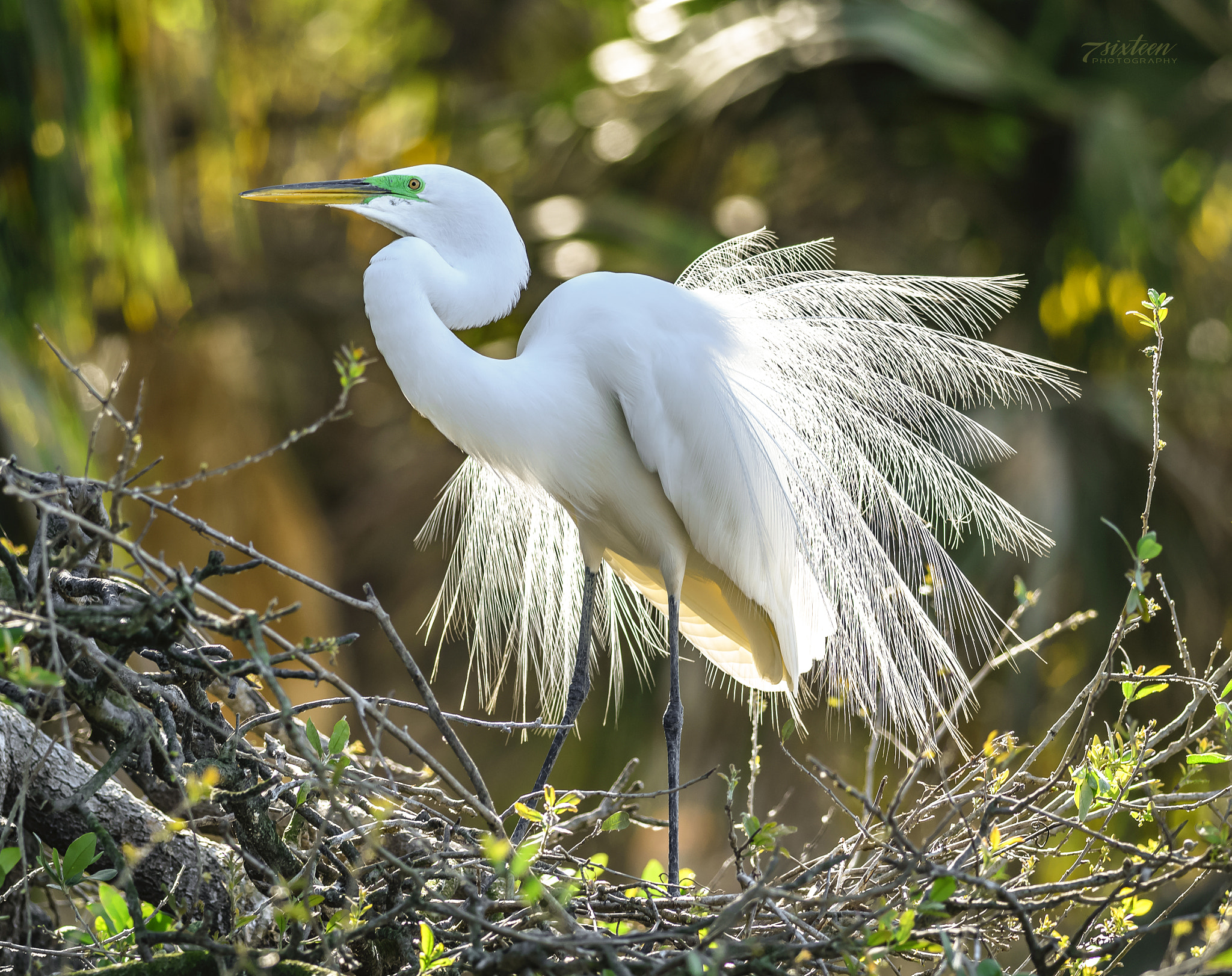 Nikon AF-S Nikkor 300mm F4D ED-IF sample photo. Great egret photography