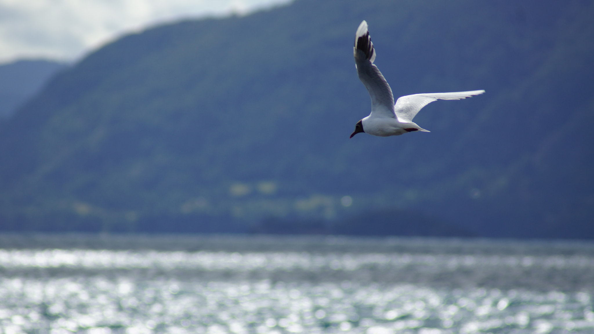 Sony 75-300mm F4.5-5.6 sample photo. Dsc photography