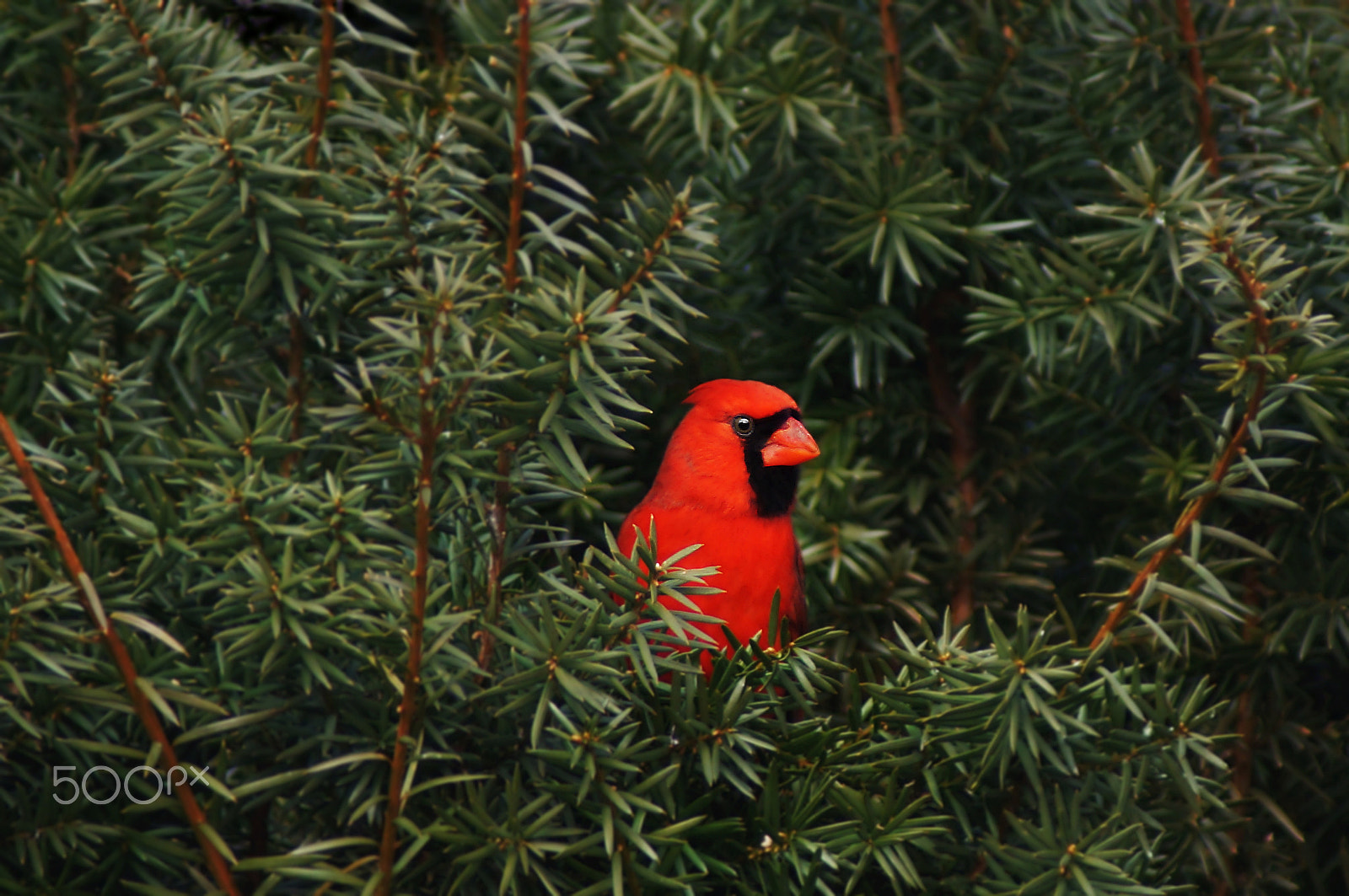 Sony SLT-A37 + Sony 75-300mm F4.5-5.6 sample photo. Evergreen and red photography