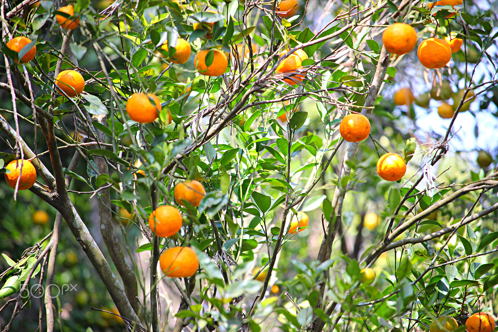 55.0 - 250.0 mm sample photo. Indian oranges yercaud photography