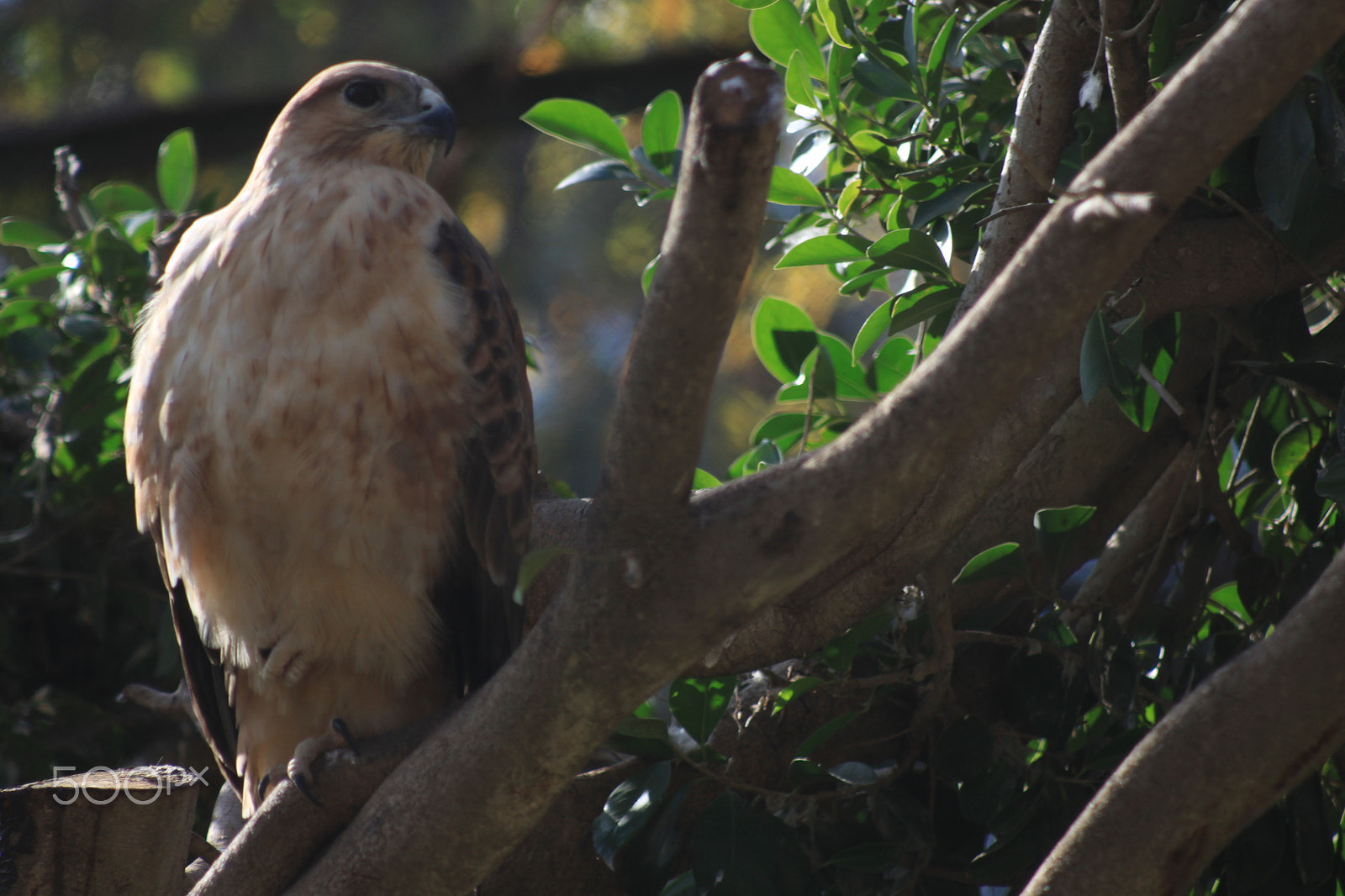 Canon EF 80-200mm F4.5-5.6 II sample photo. Img photography