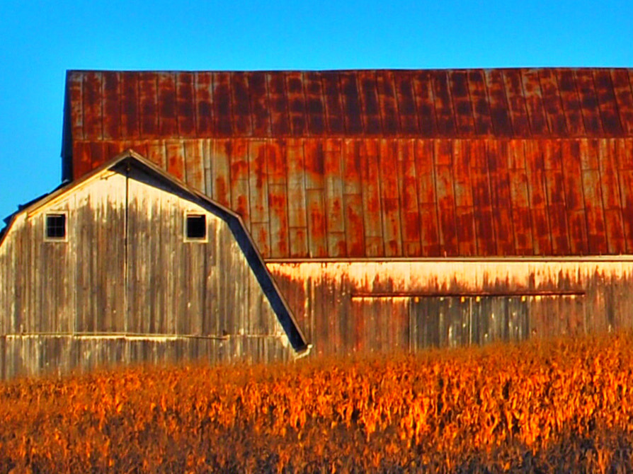 Nikon D80 sample photo. Barn and wheat photography