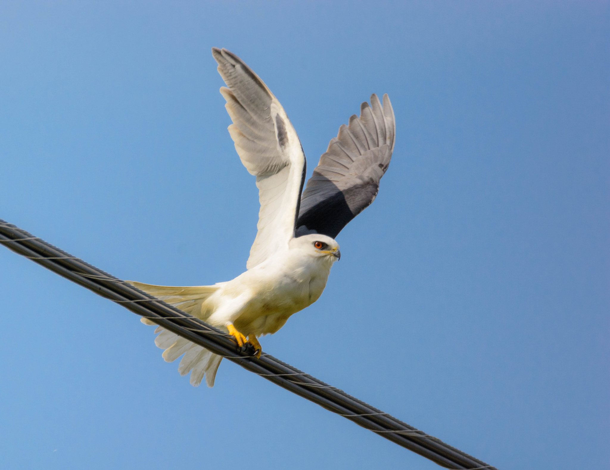 Sigma 150-600mm F5-6.3 DG OS HSM | C sample photo. White-tailed kite photography