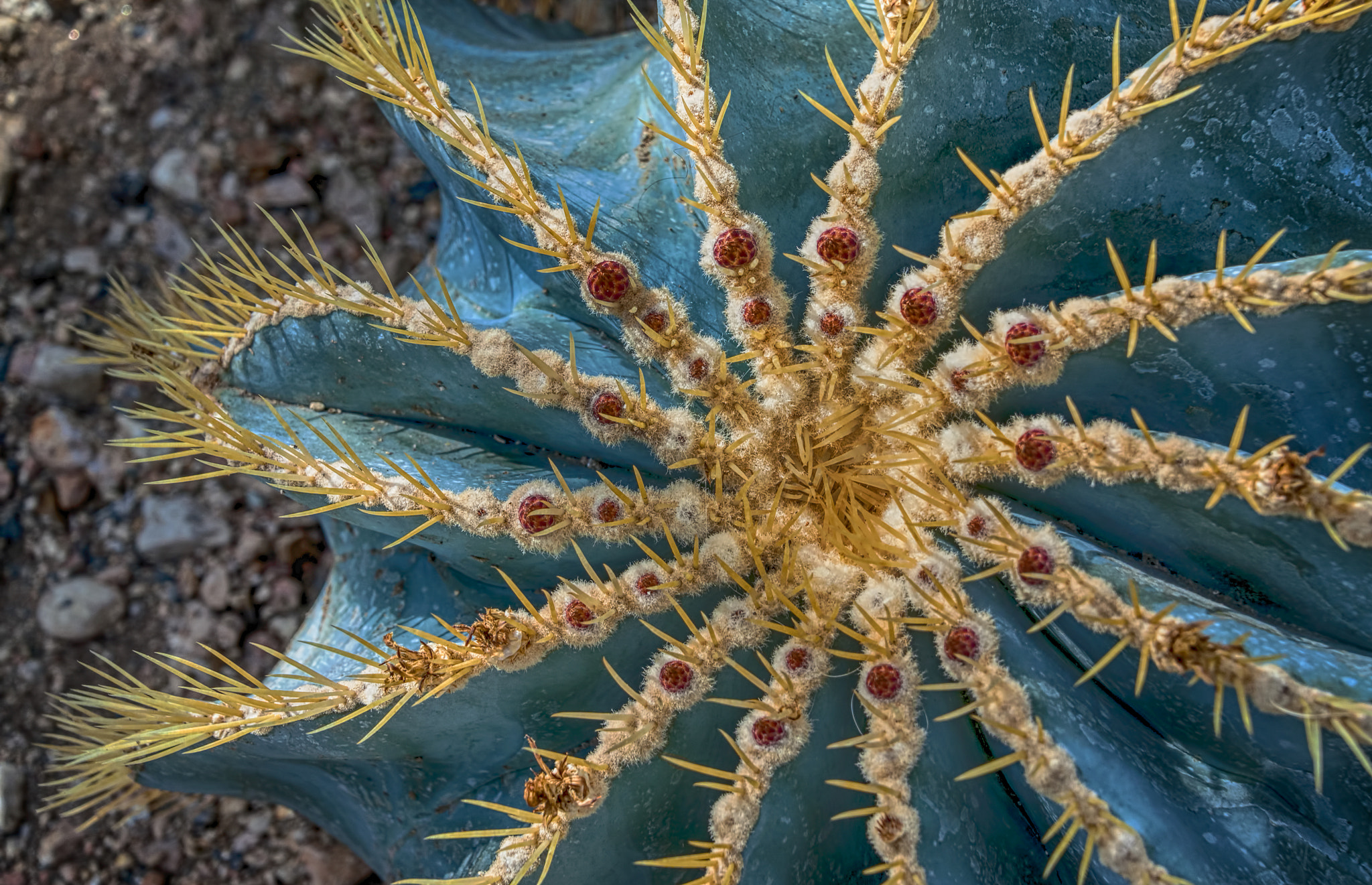 Nikon D90 sample photo. Cactus photography
