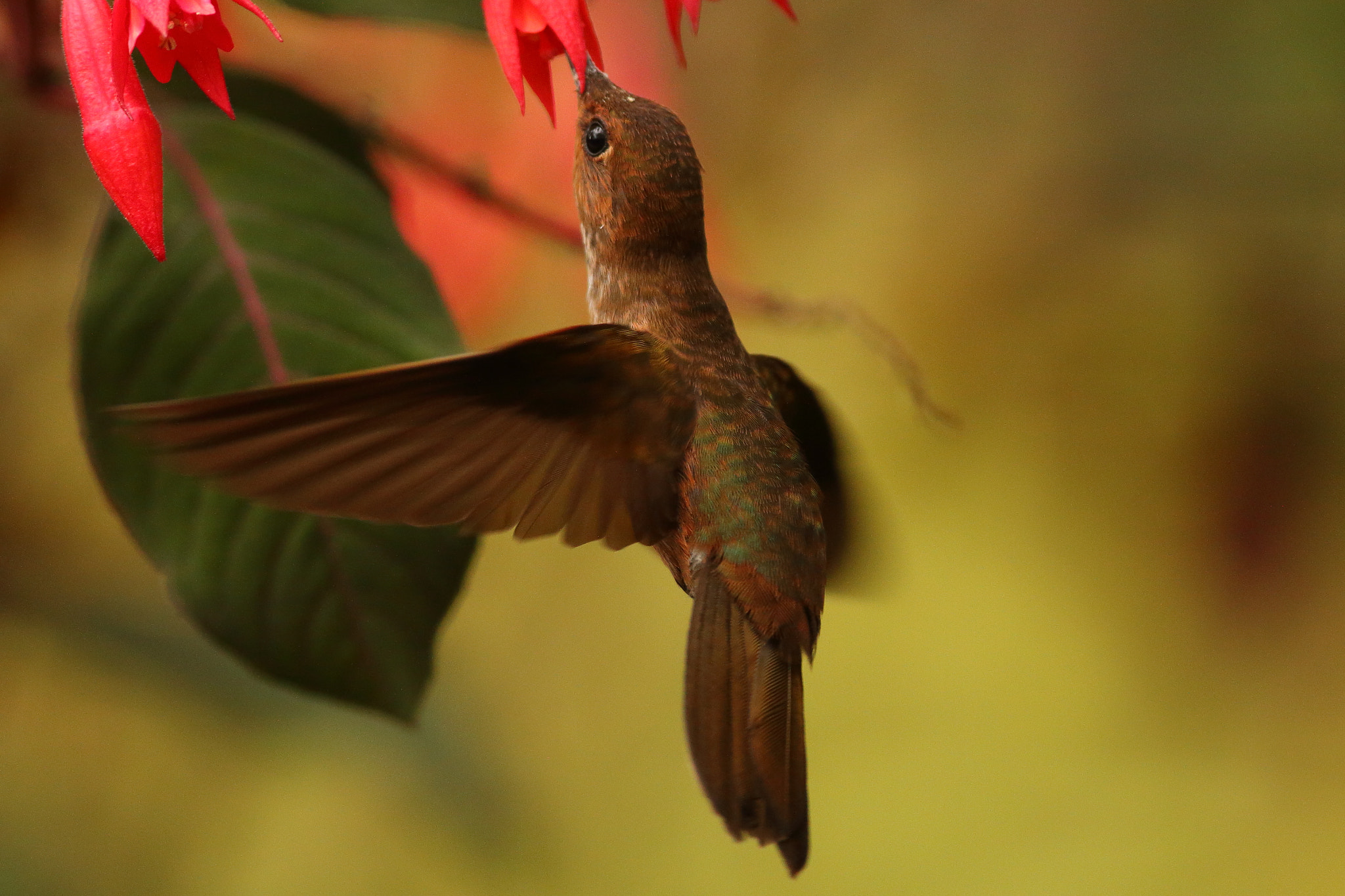 Canon EF 300mm F2.8L IS USM sample photo. Bronzy inca - coeligena coeligena photography