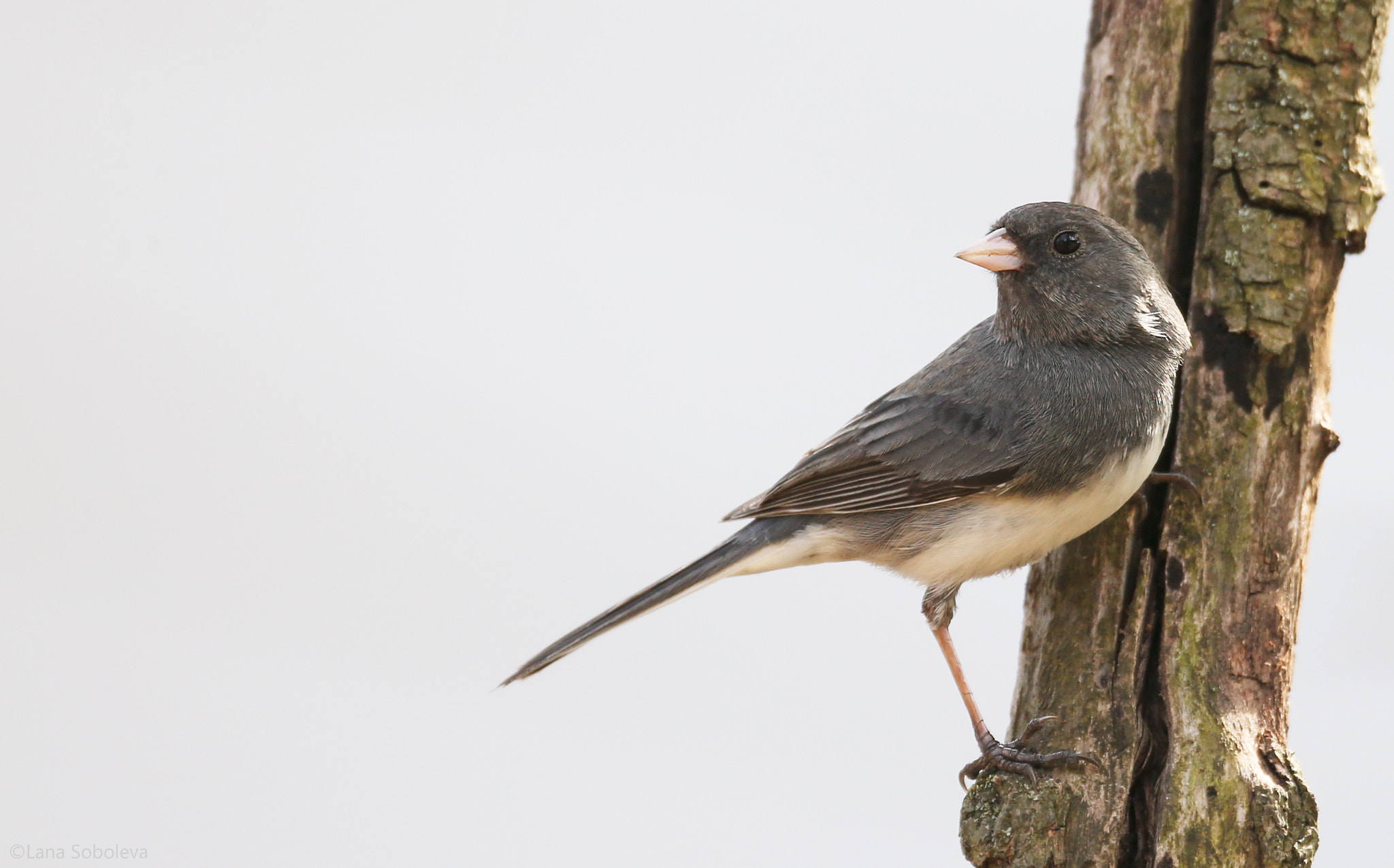 150-600mm F5-6.3 DG OS HSM | Contemporary 015 sample photo. Dark-eyed junco photography