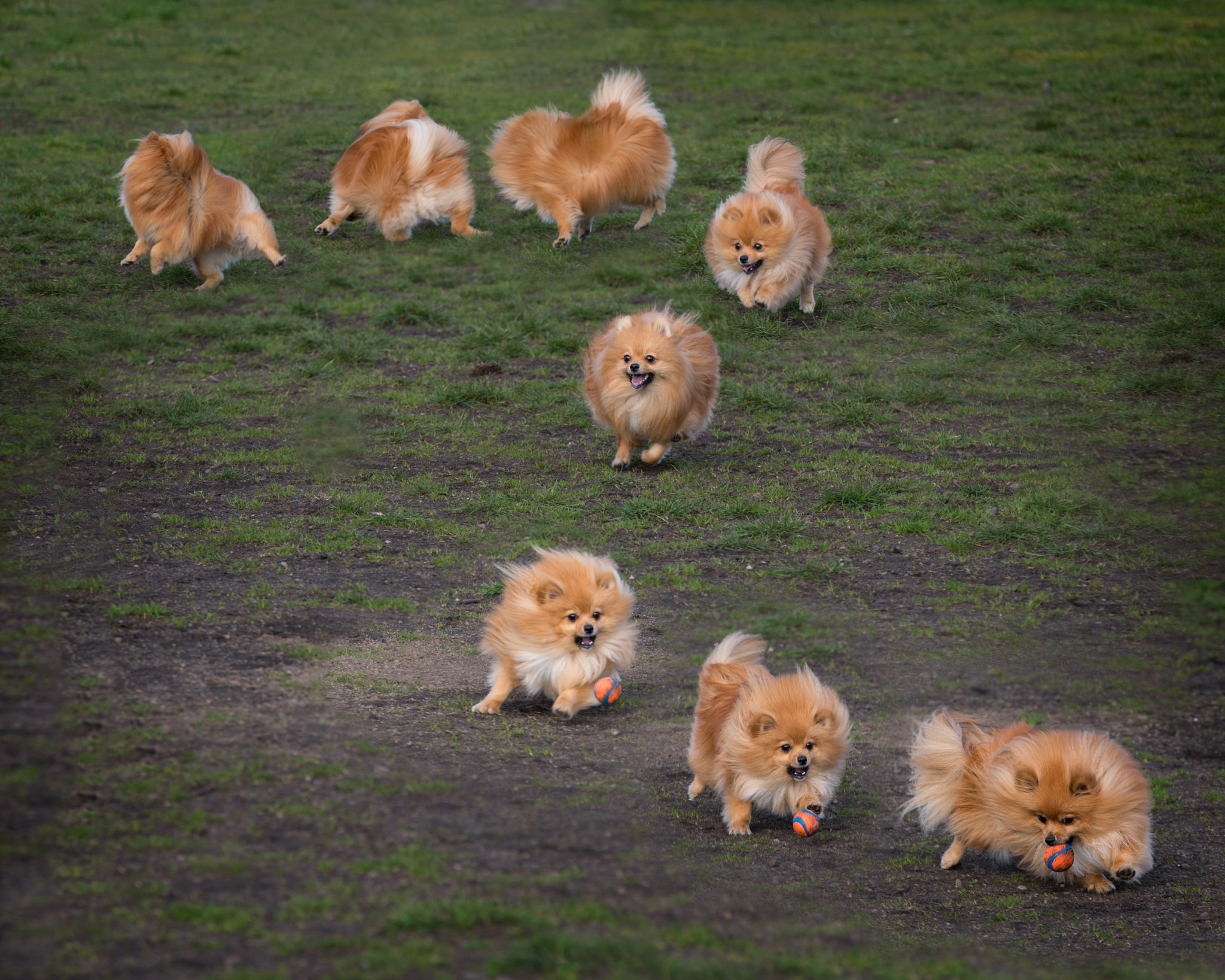 Tamron SP 70-200mm F2.8 Di VC USD sample photo. Beau chases a ball photography