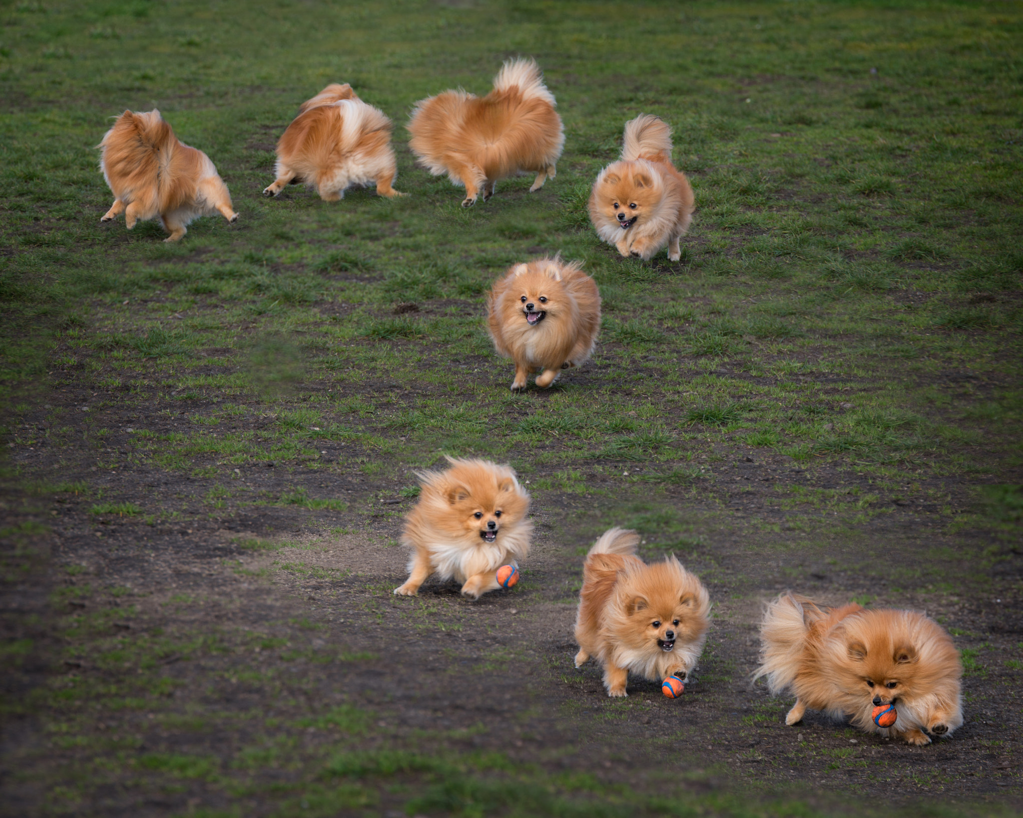 Nikon D610 sample photo. Beau chases a ball photography