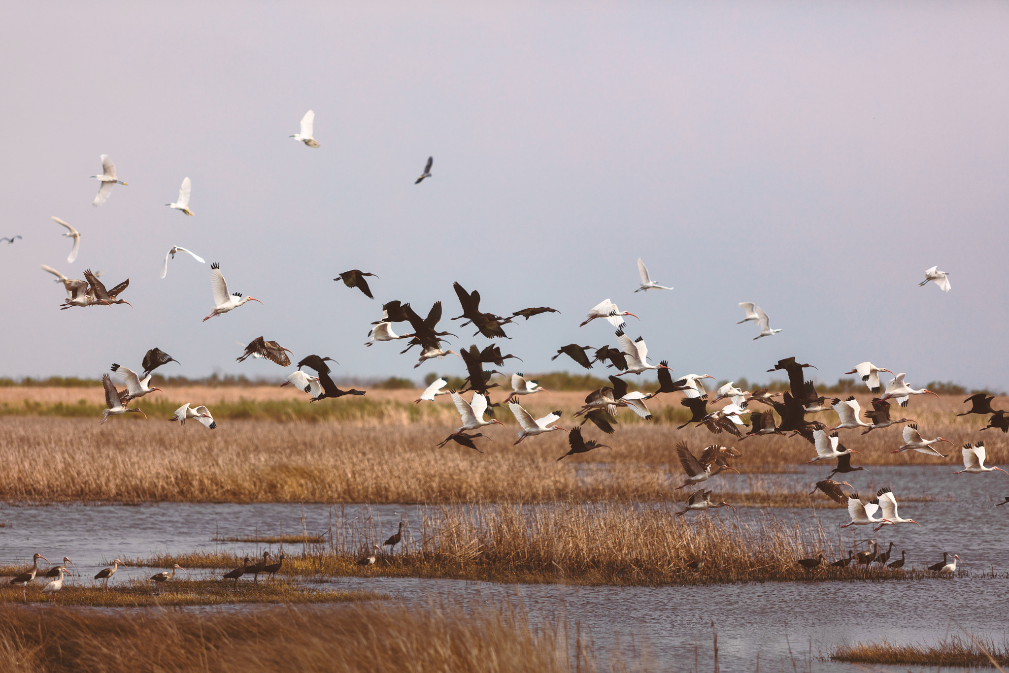 Canon EF 70-200mm F2.8L USM sample photo. Black and white ibises at brazoria nwr photography