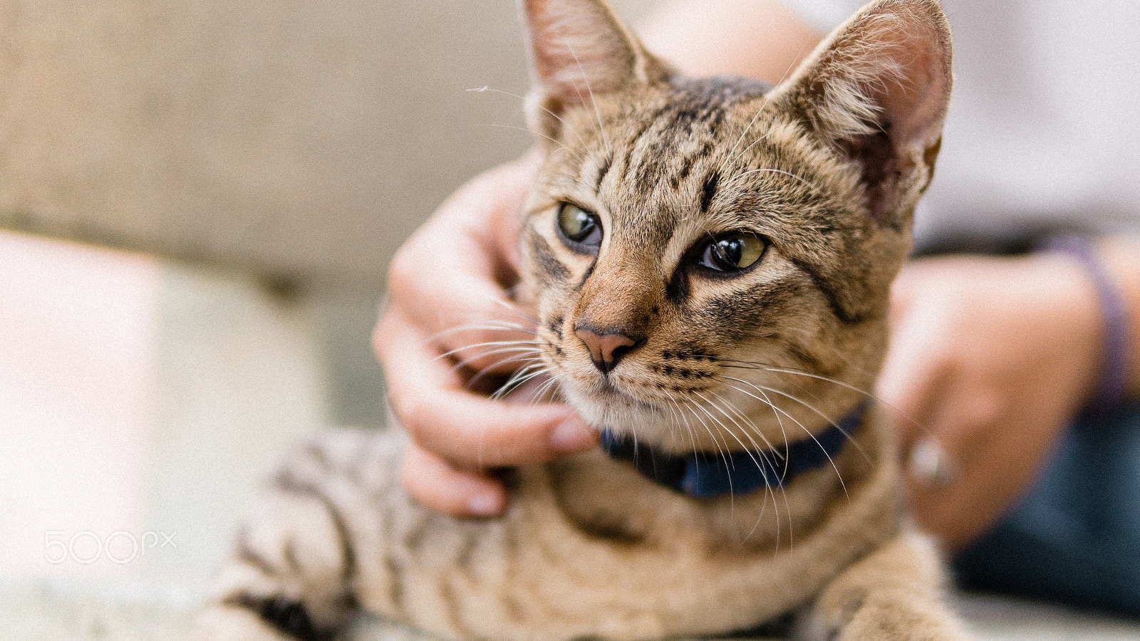 Sony a6300 + 30mm F1.4 DC DN | Contemporary 016 sample photo. Cat photography