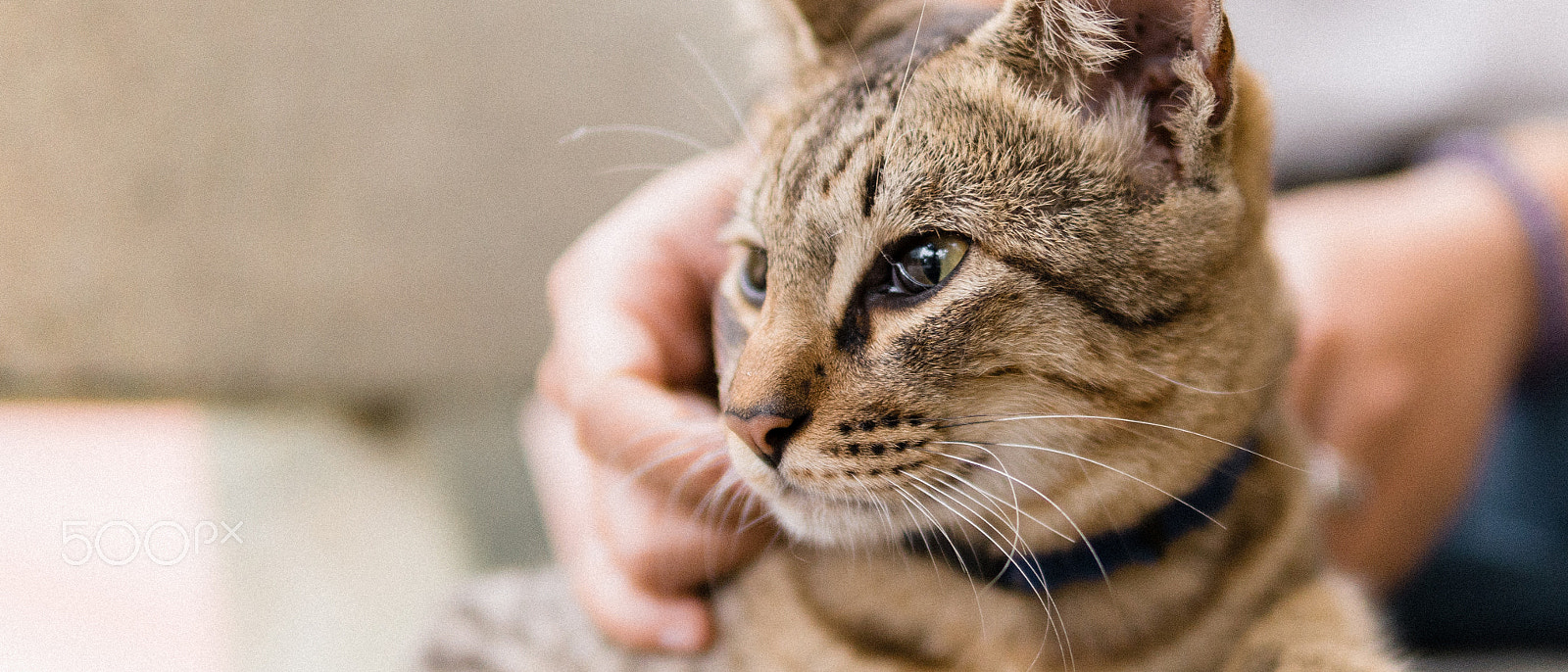 Sony a6300 + 30mm F1.4 DC DN | Contemporary 016 sample photo. Cat photography