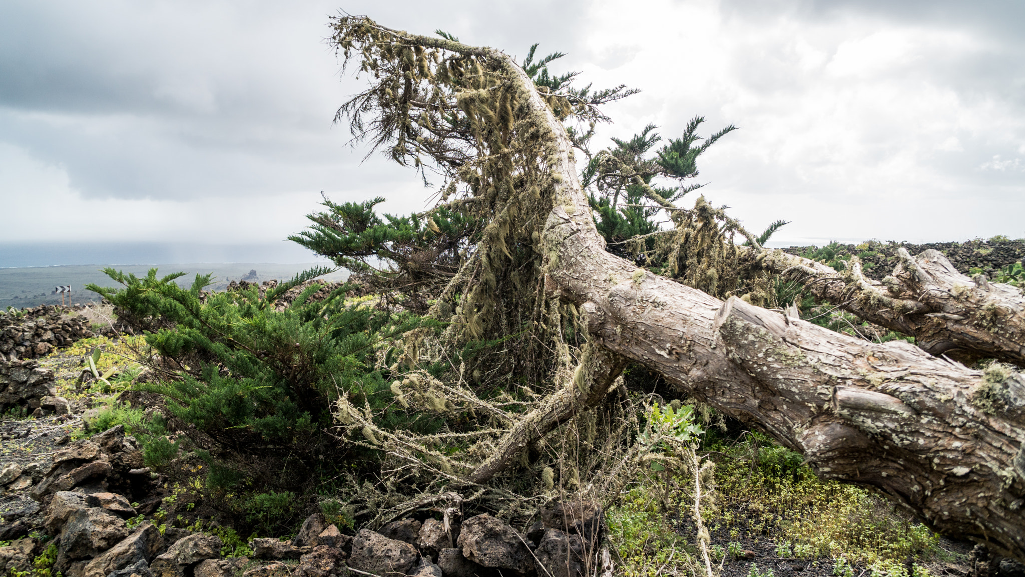 Sony a6300 sample photo. The tree. photography